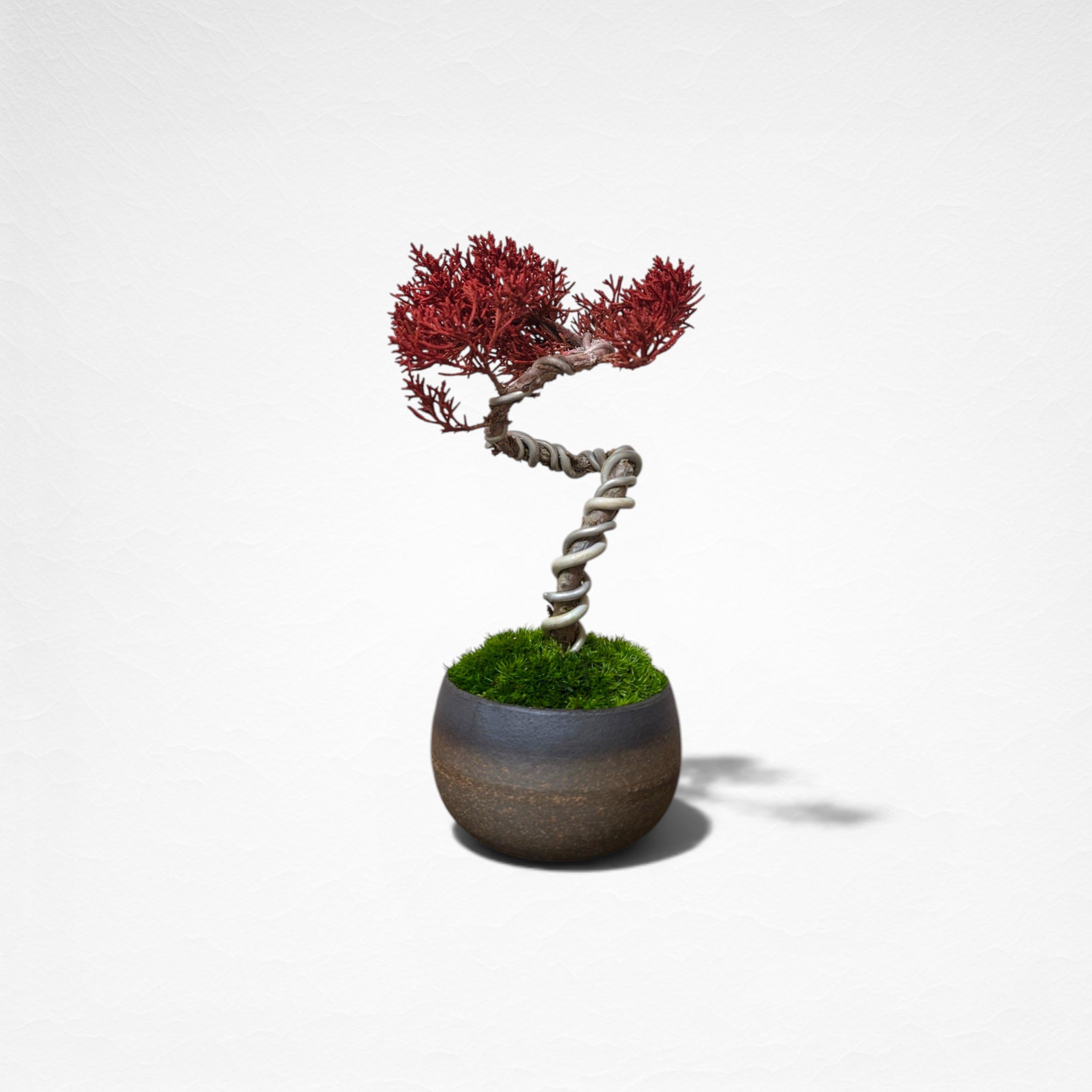 【TOKIWA BONSAI】 プリザーブド盆栽 真柏 T260601