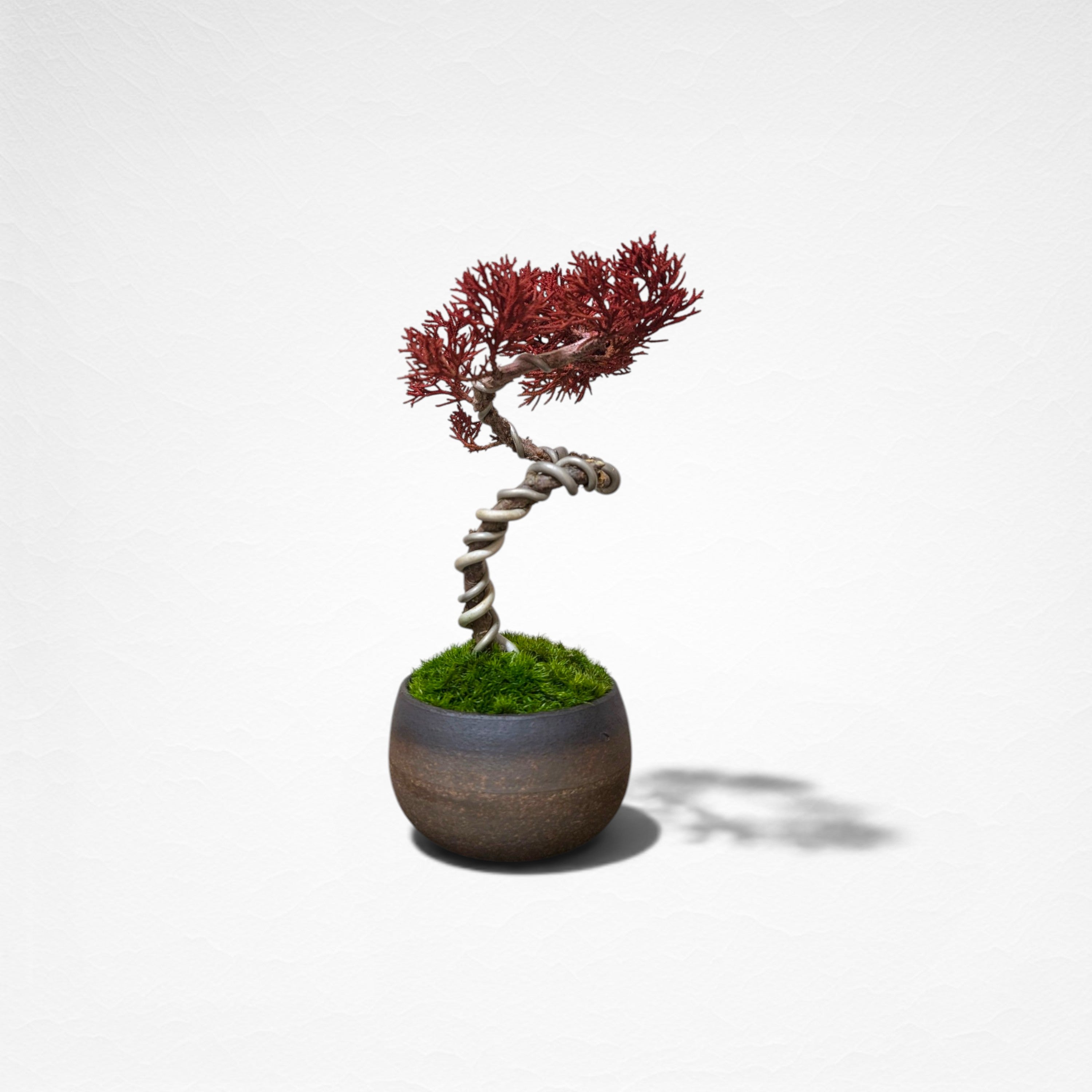 【TOKIWA BONSAI】 プリザーブド盆栽 真柏 T260601