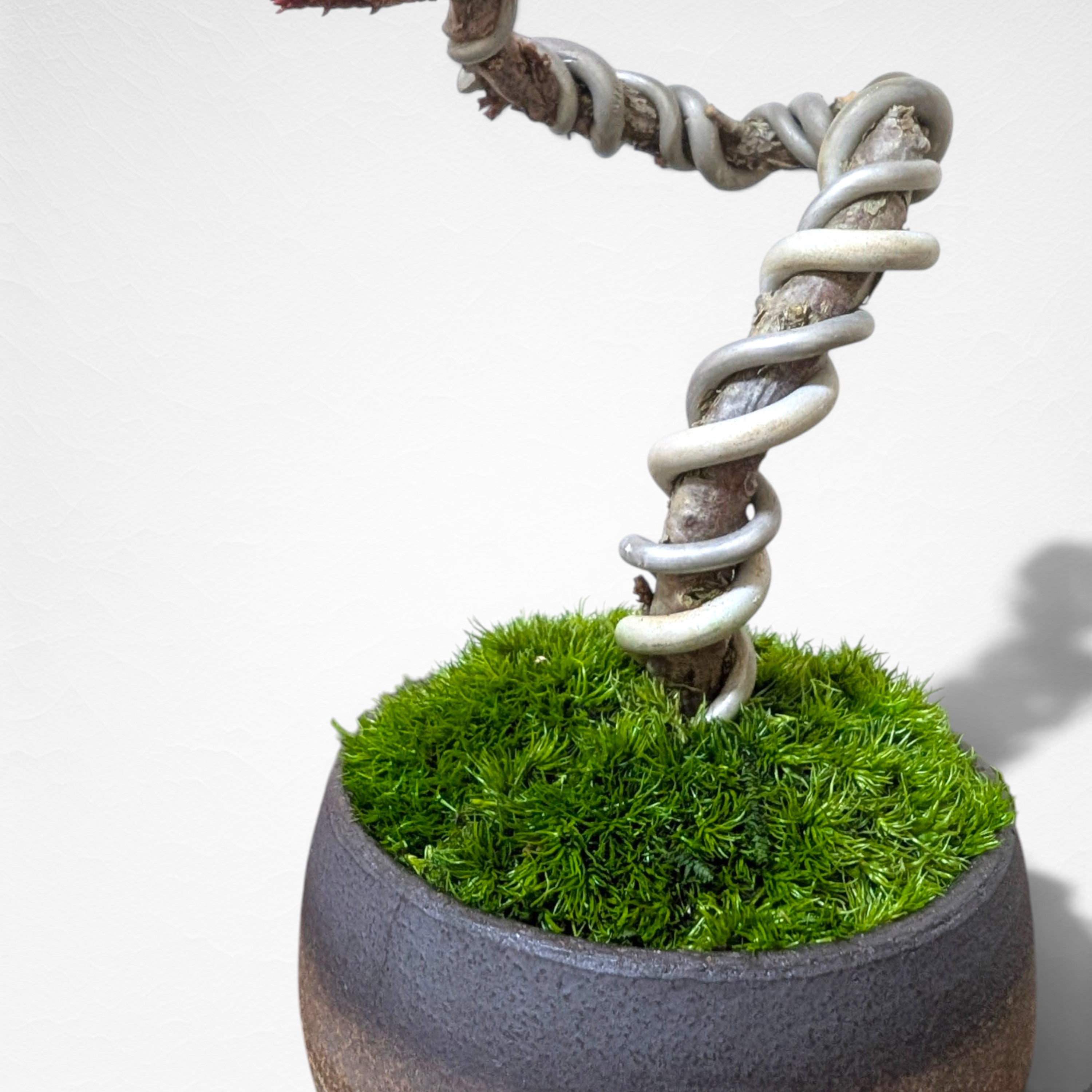 【TOKIWA BONSAI】 プリザーブド盆栽 真柏 T260601