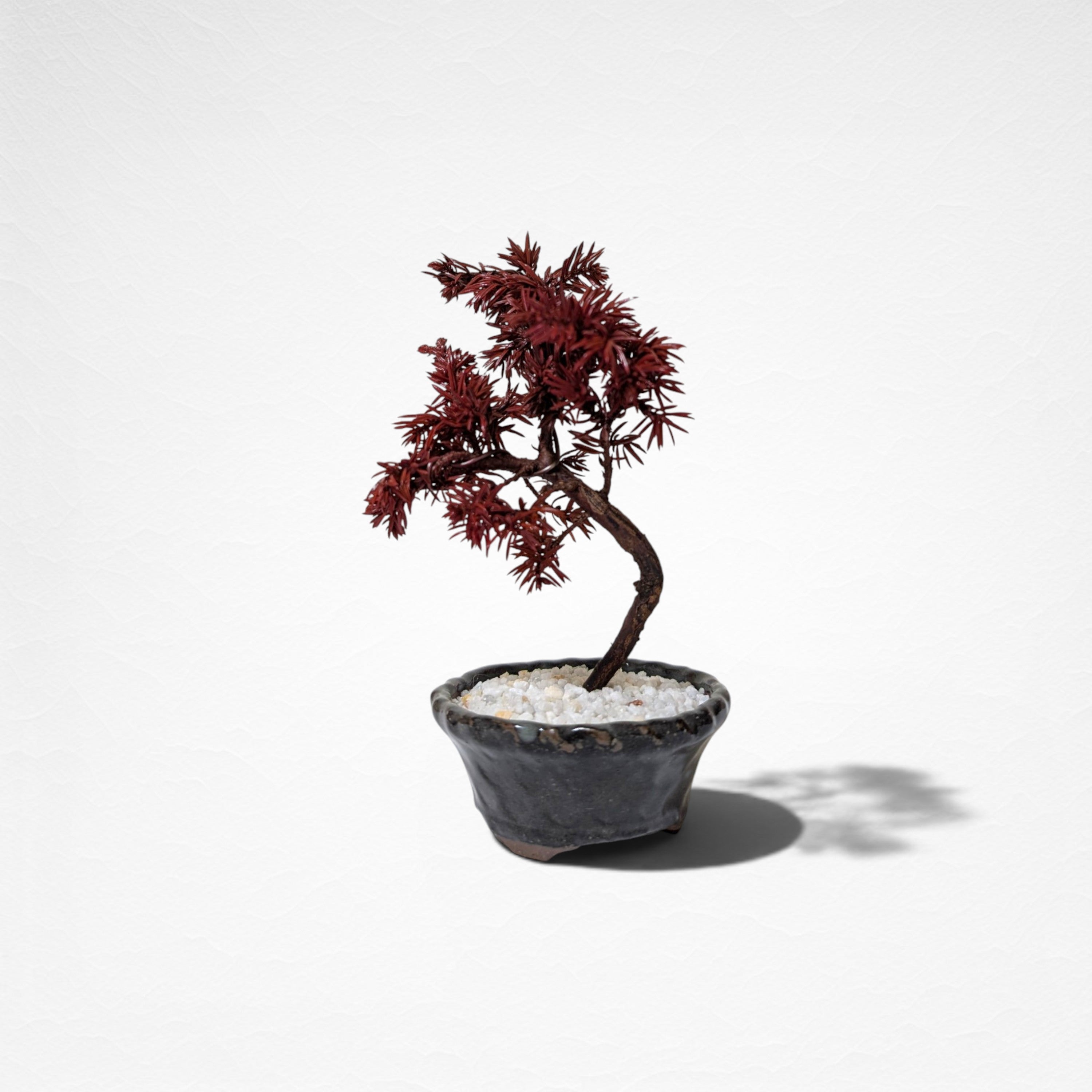 【TOKIWA BONSAI】 プリザーブド盆栽 杜松 T260602