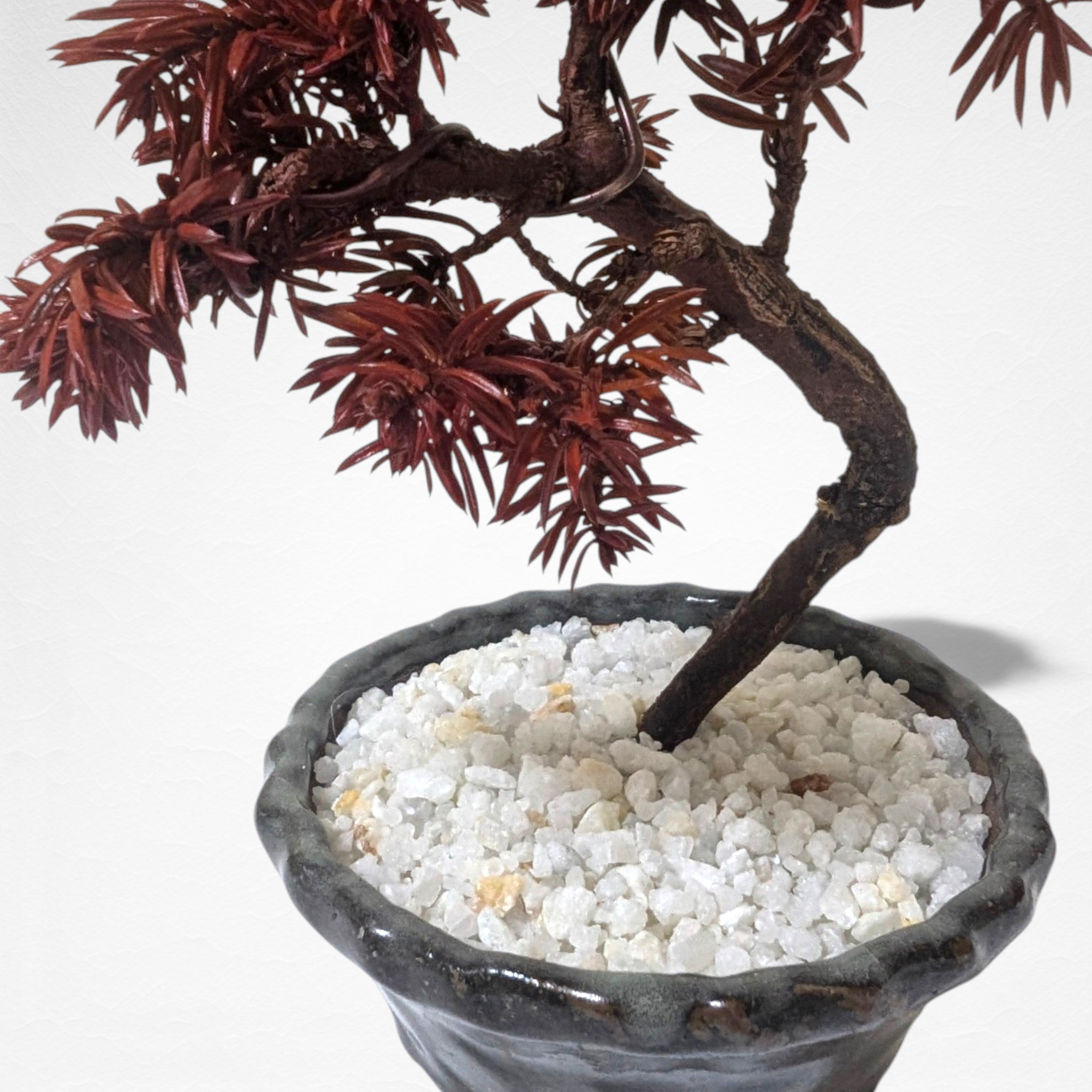【TOKIWA BONSAI】 プリザーブド盆栽 杜松 T260602