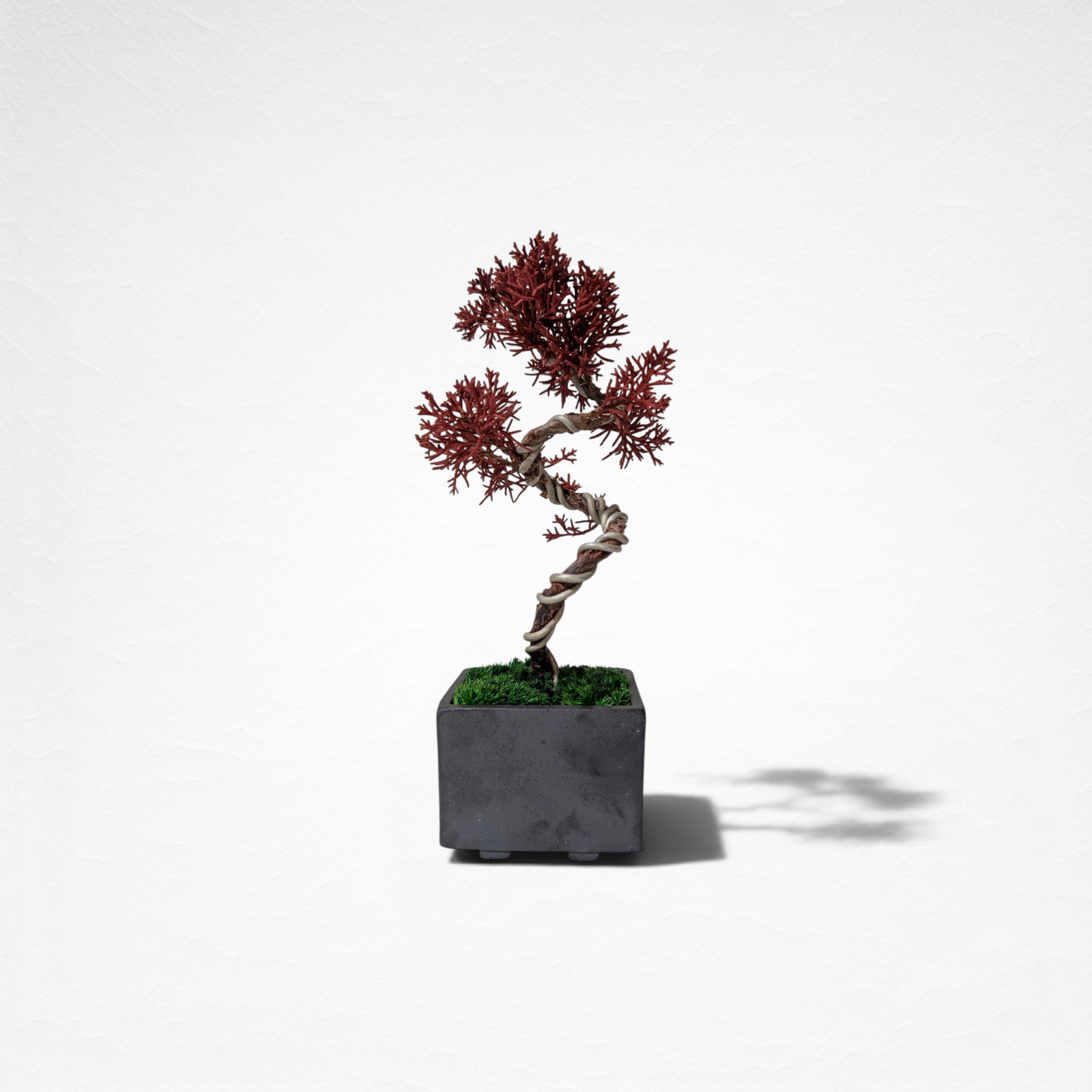 【TOKIWA BONSAI】 プリザーブド盆栽 真柏 T260603