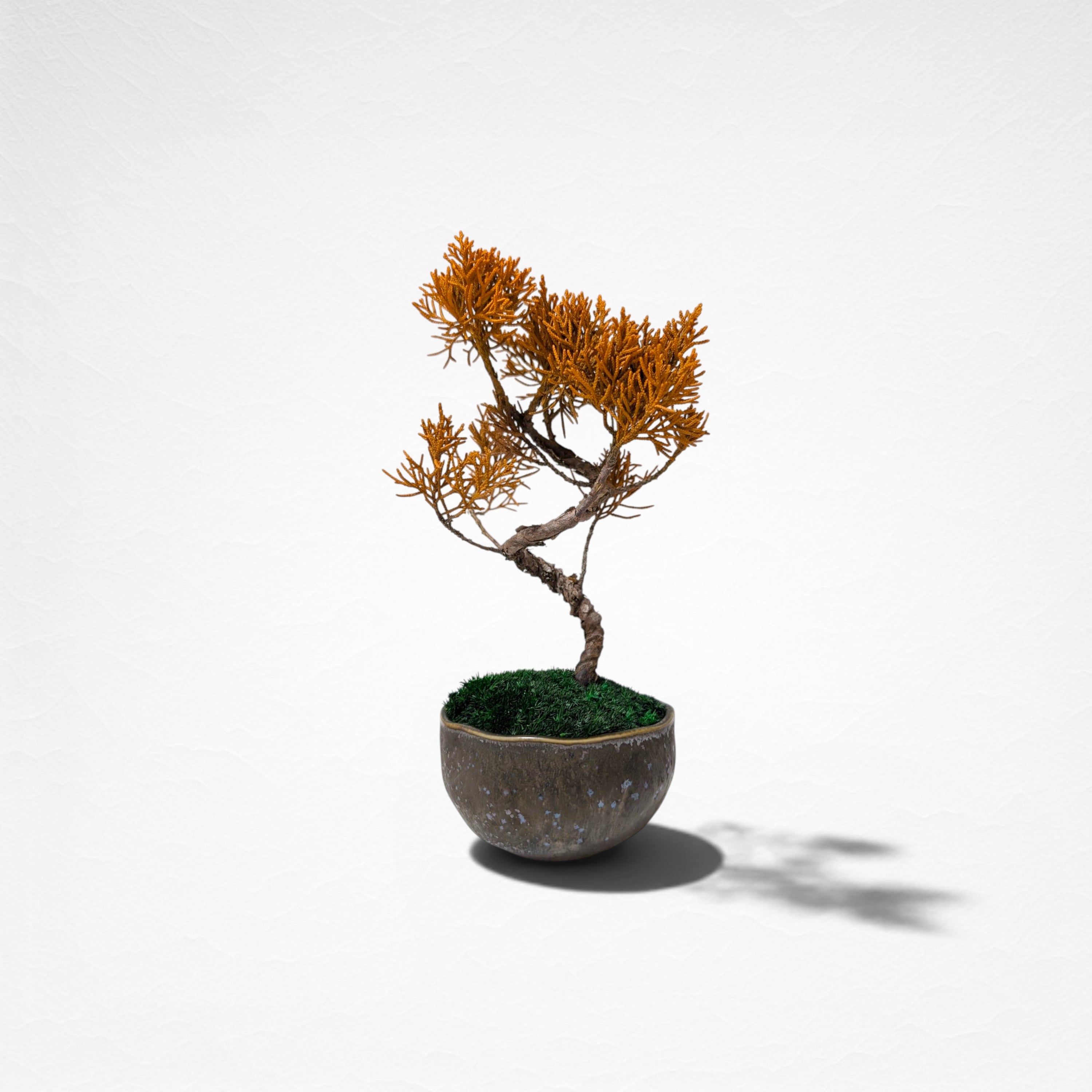 【TOKIWA BONSAI】 プリザーブド盆栽 真柏 T260604