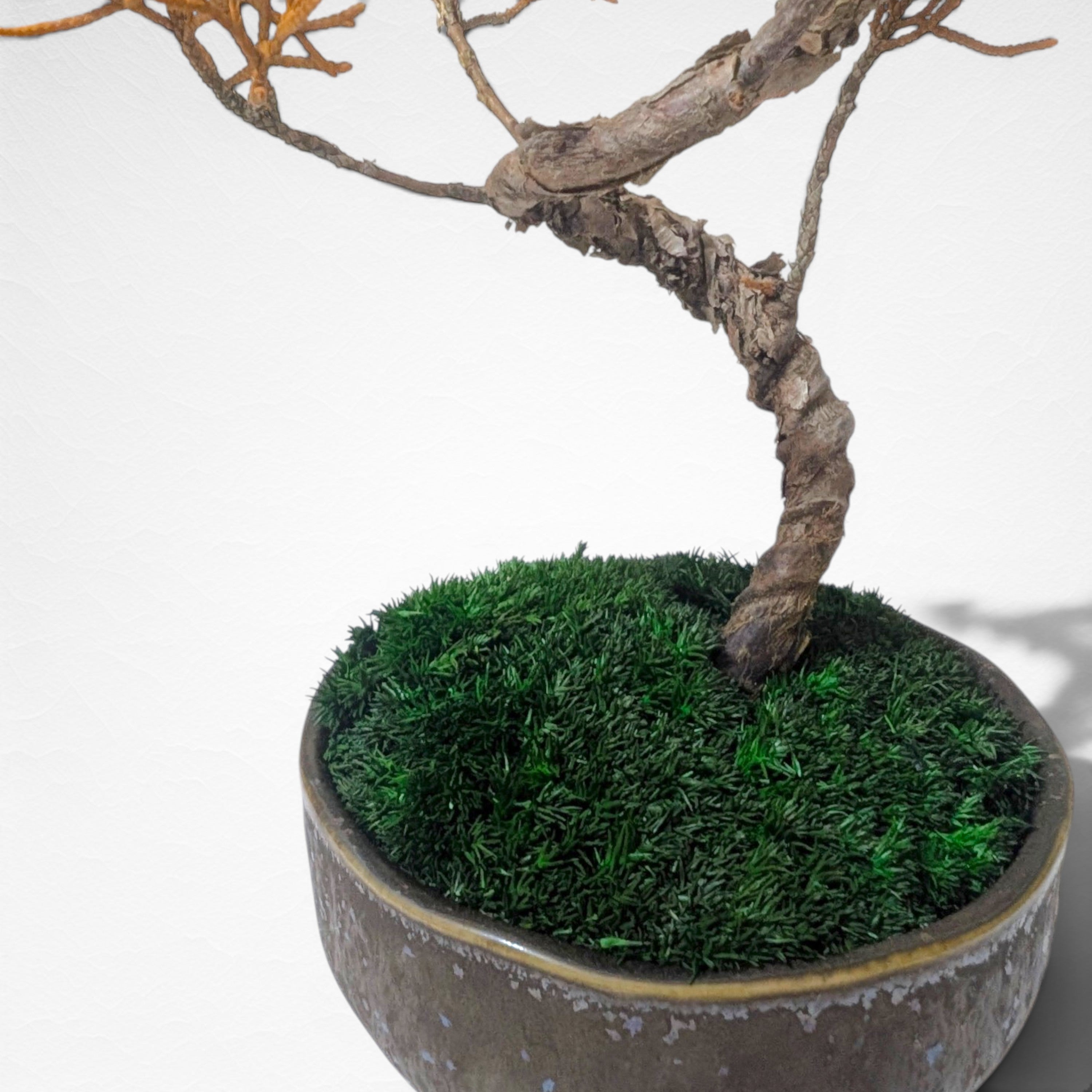 【TOKIWA BONSAI】 プリザーブド盆栽 真柏 T260604