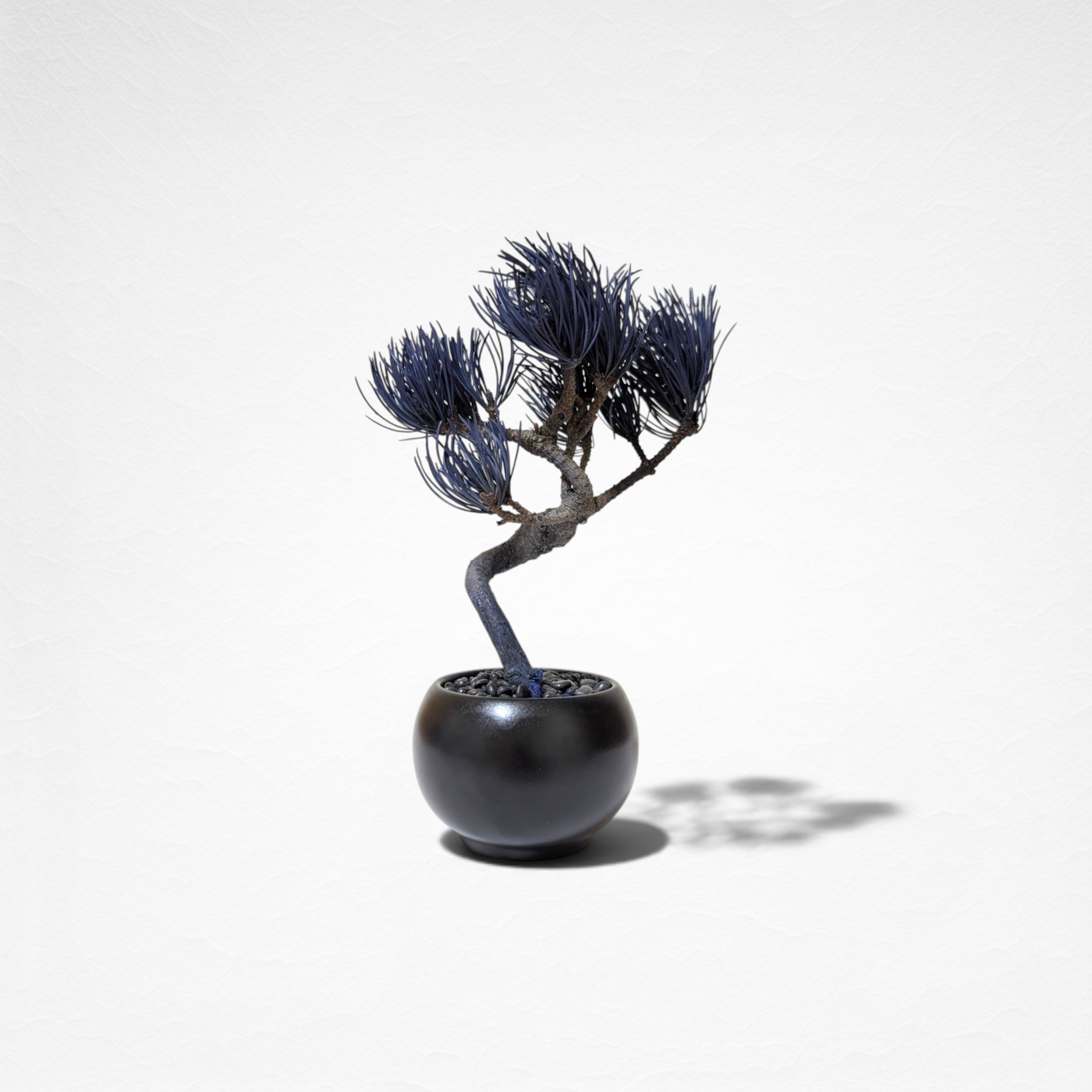 【TOKIWA BONSAI】 プリザーブド盆栽 松 T260606