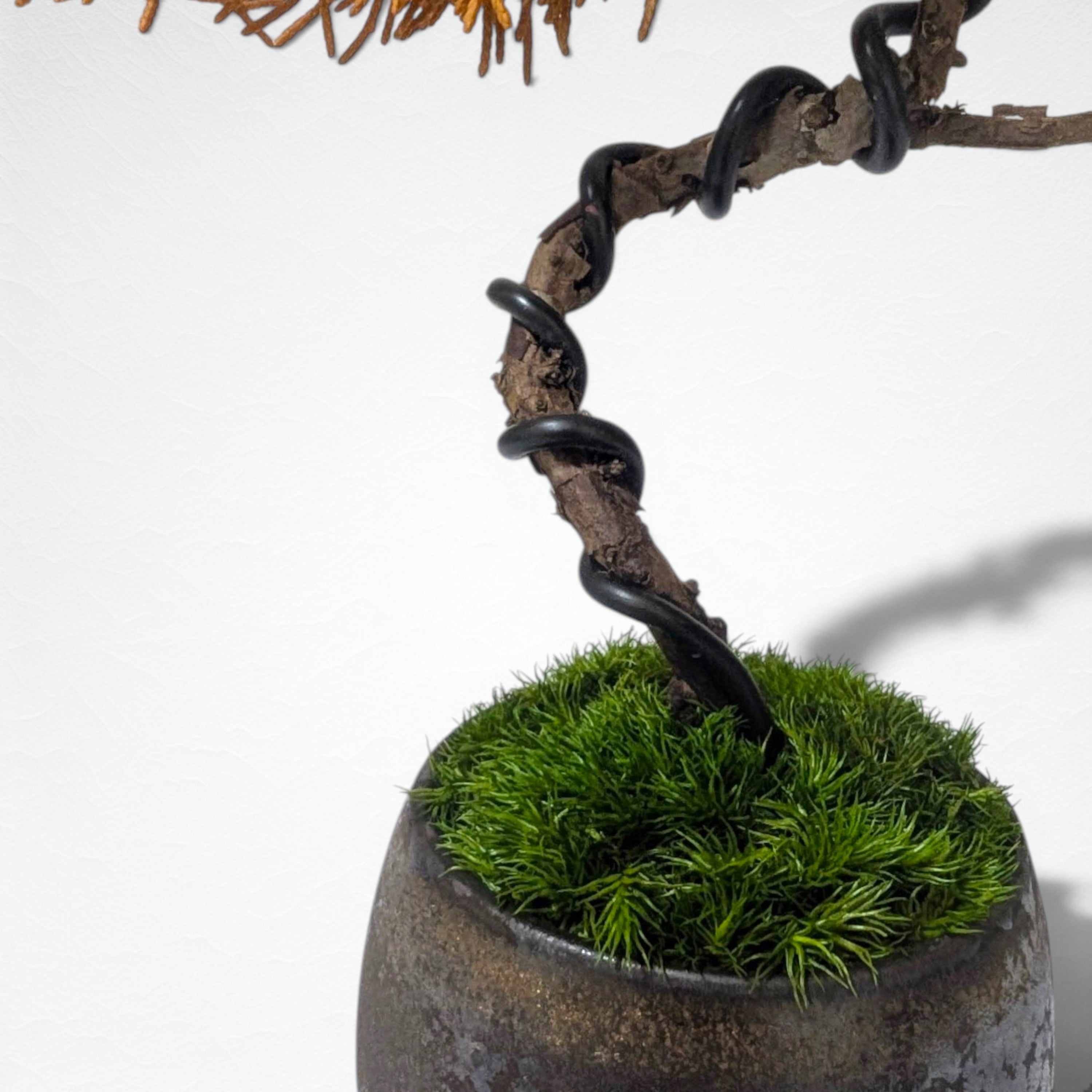 【TOKIWA BONSAI】 プリザーブド盆栽 真柏 T260608