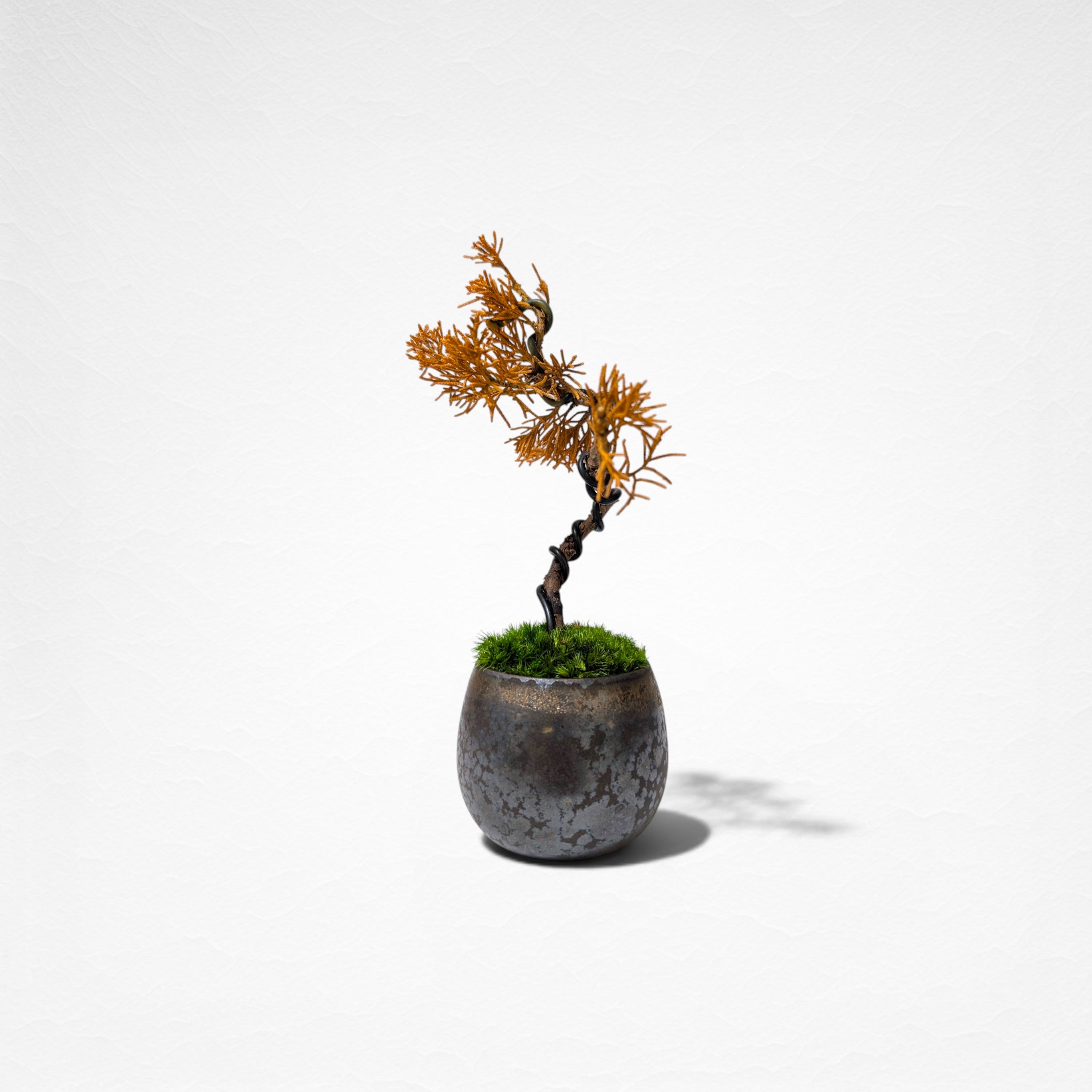 【TOKIWA BONSAI】 プリザーブド盆栽 真柏 T260608