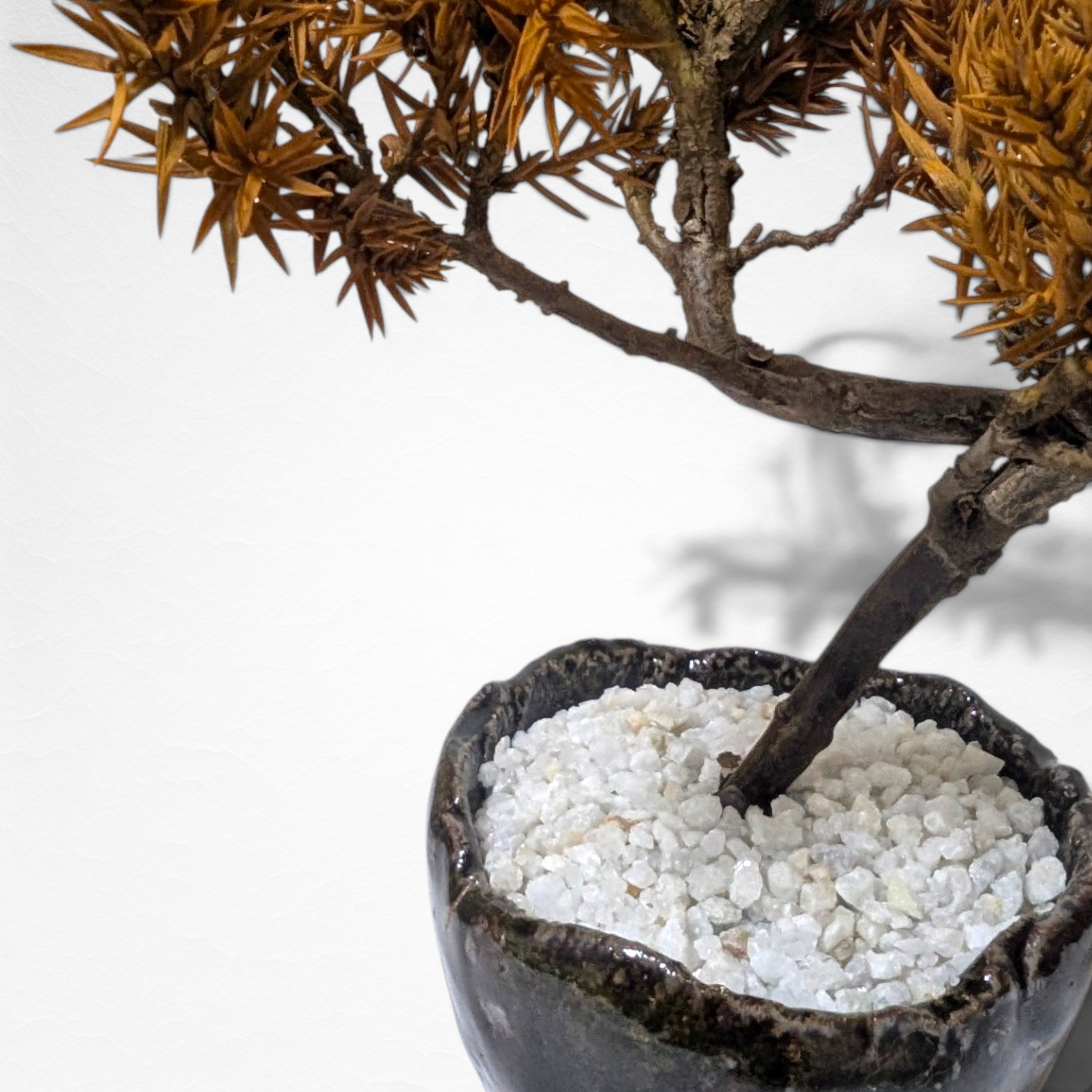 【TOKIWA BONSAI】 プリザーブド盆栽 杜松 T260609