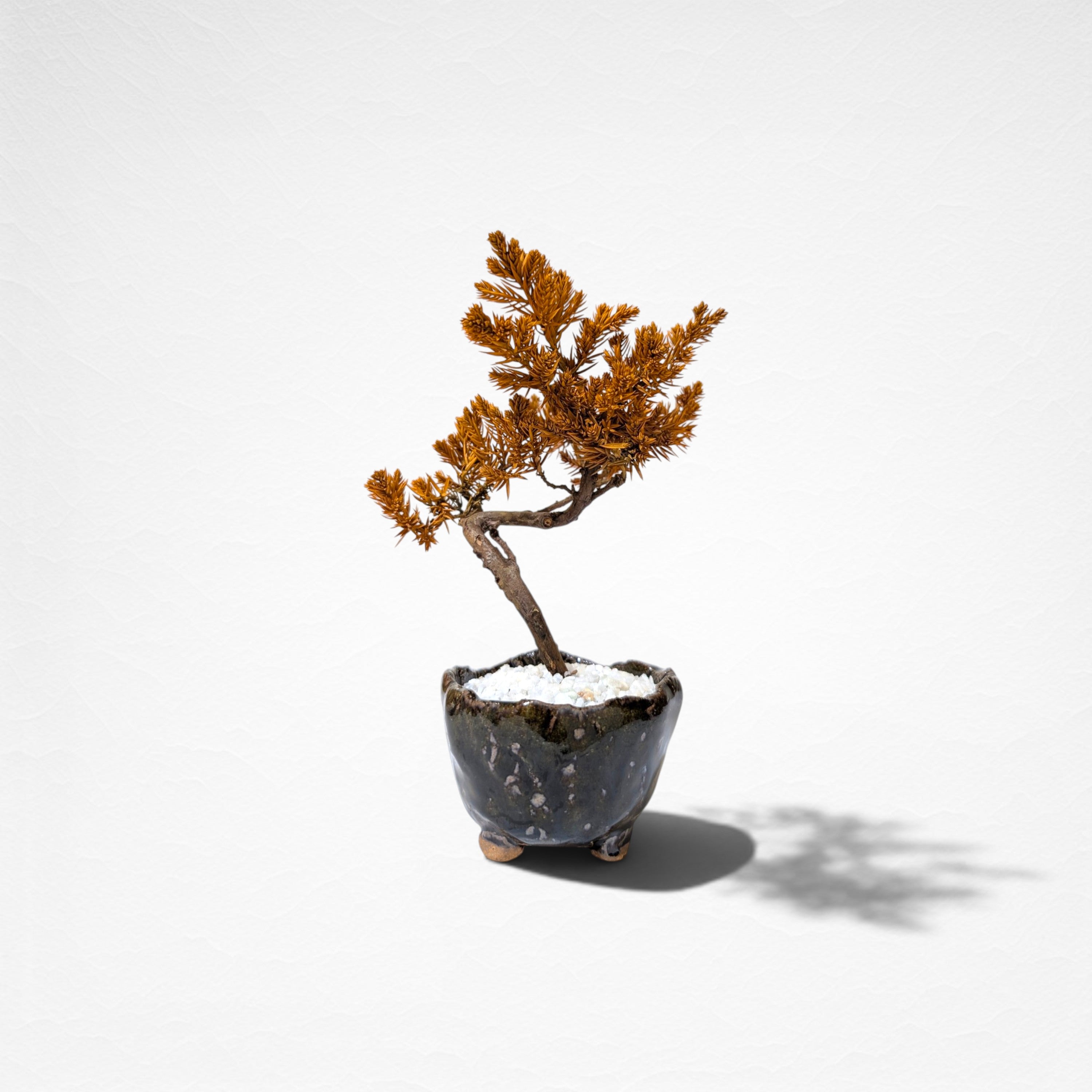 【TOKIWA BONSAI】 プリザーブド盆栽 杜松 T260609