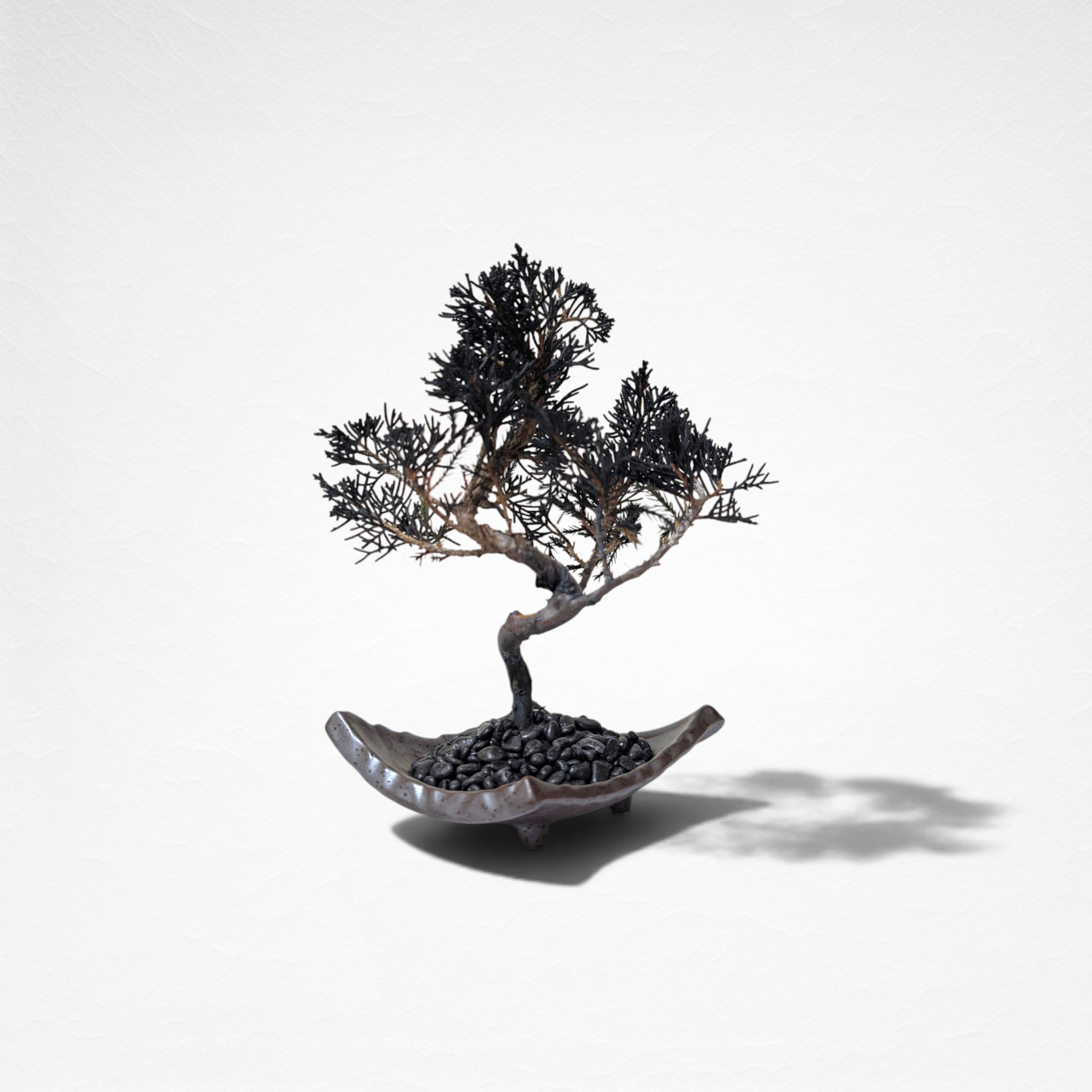 【TOKIWA BONSAI】 プリザーブド盆栽 真柏 T260610