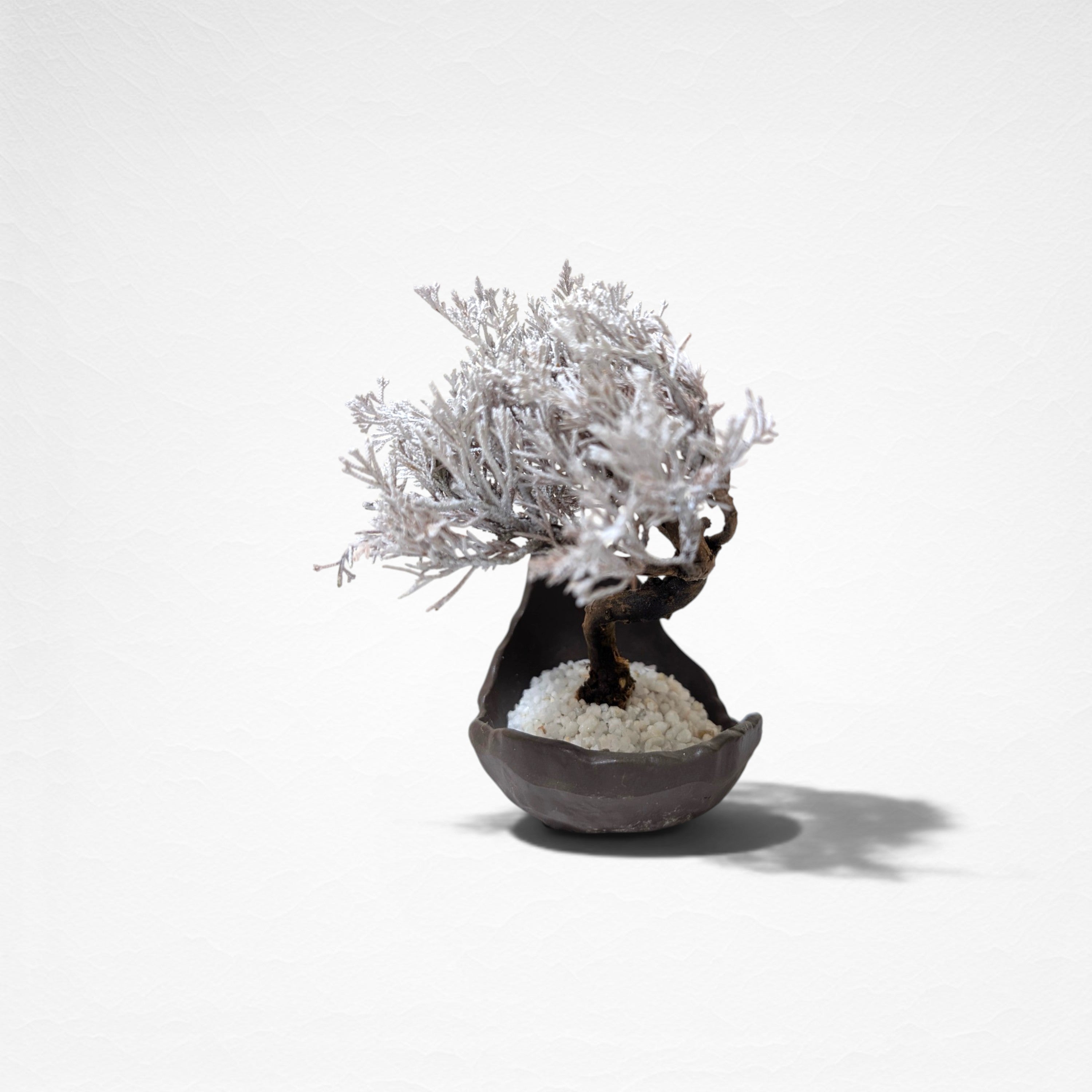 【TOKIWA BONSAI】 プリザーブド盆栽 真柏 T260611