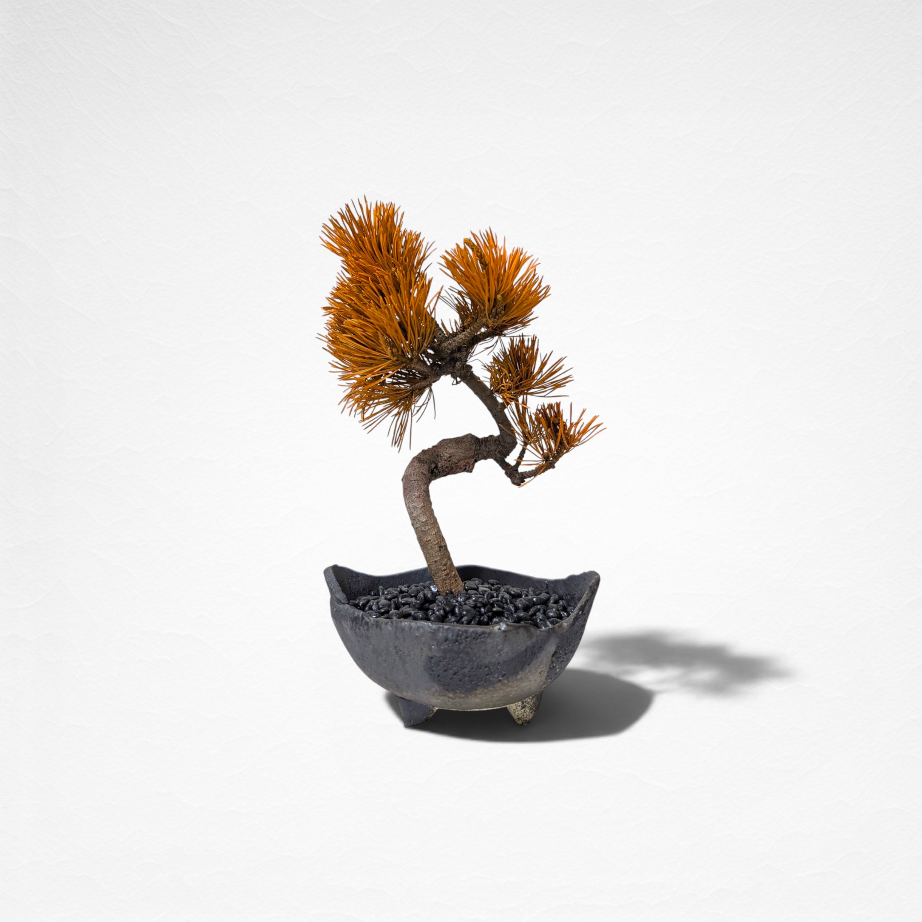 【TOKIWA BONSAI】 プリザーブド盆栽 松 T260613