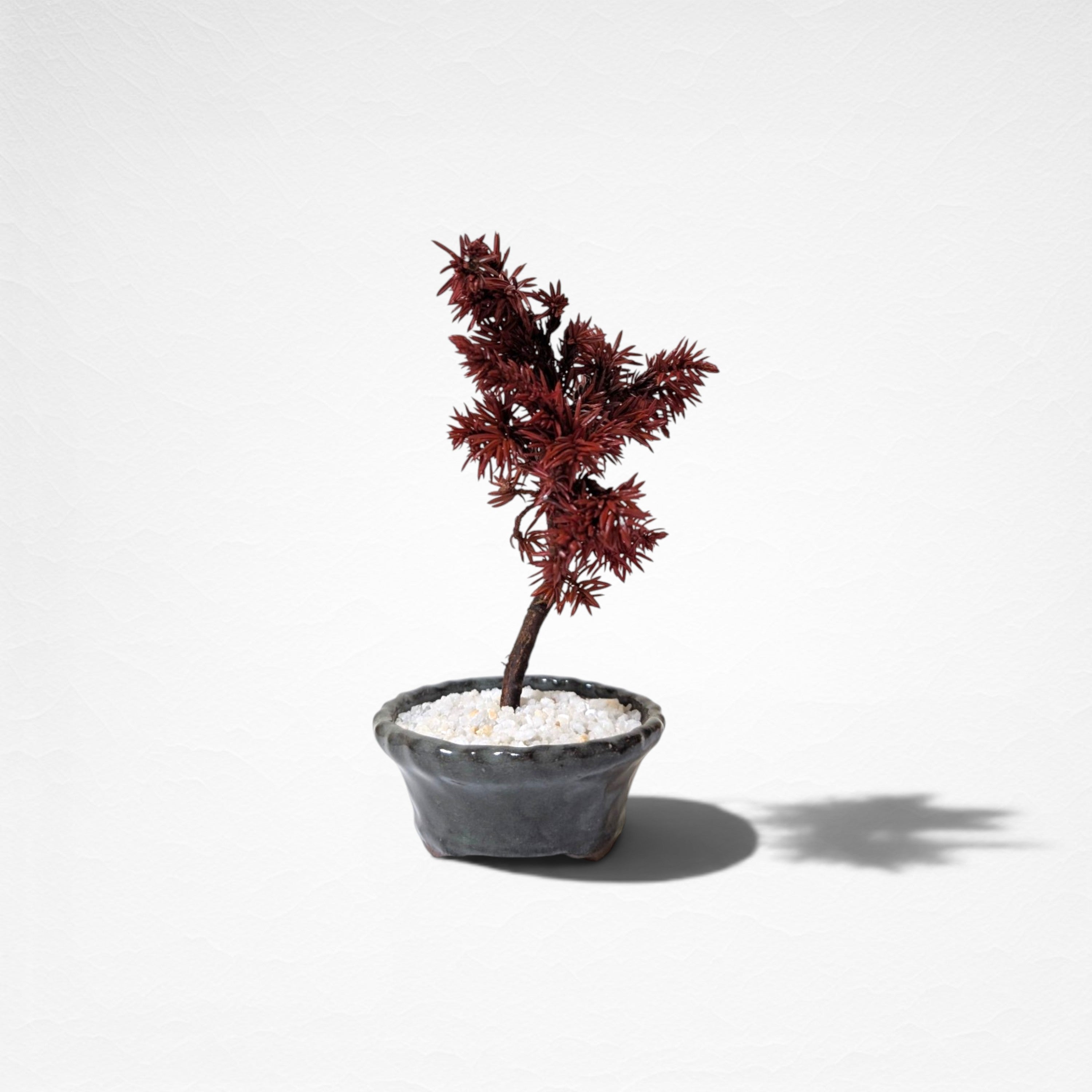 【TOKIWA BONSAI】 プリザーブド盆栽 杜松 T260602