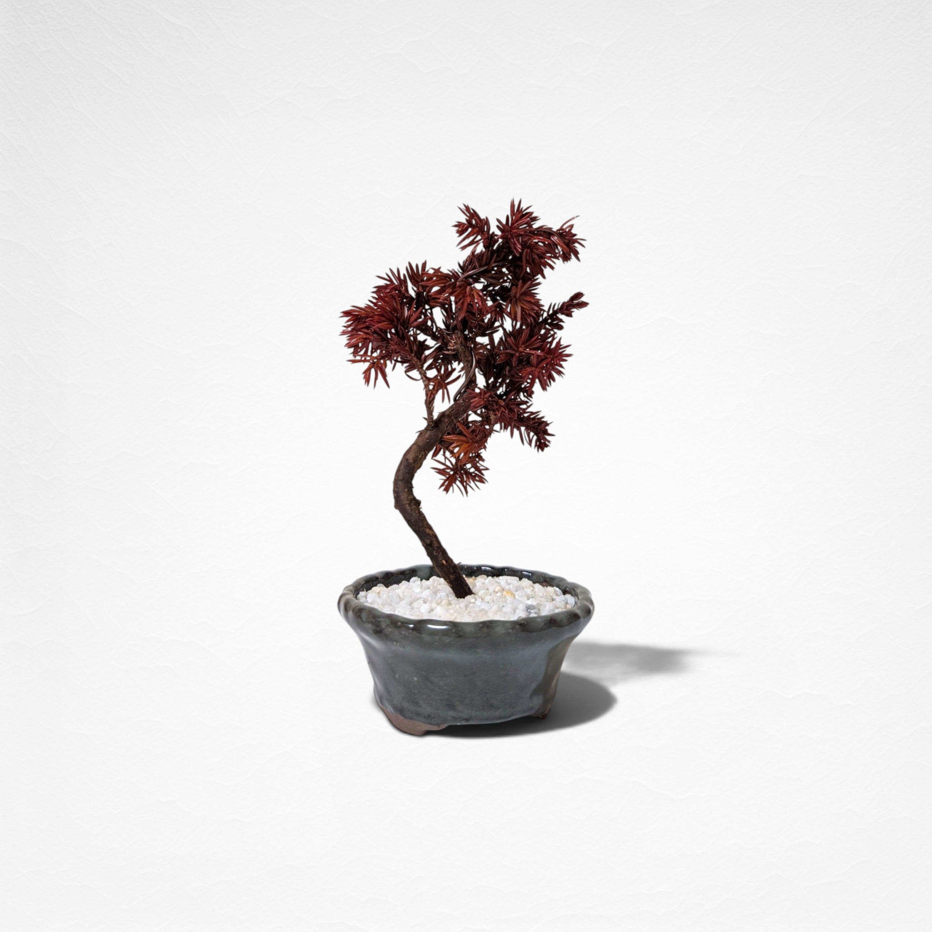 【TOKIWA BONSAI】 プリザーブド盆栽 杜松 T260602