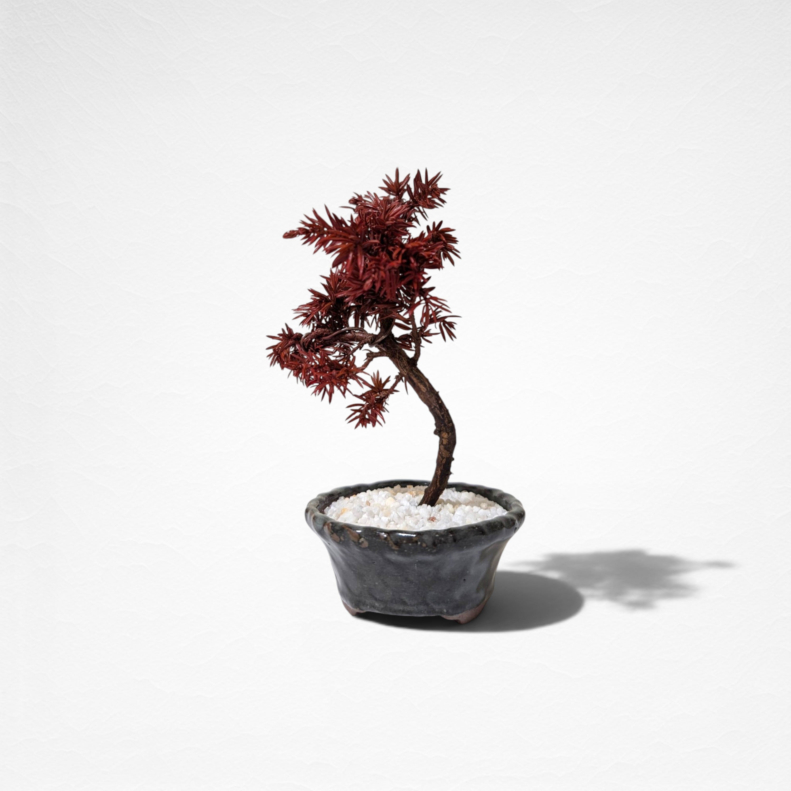 【TOKIWA BONSAI】 プリザーブド盆栽 杜松 T260602