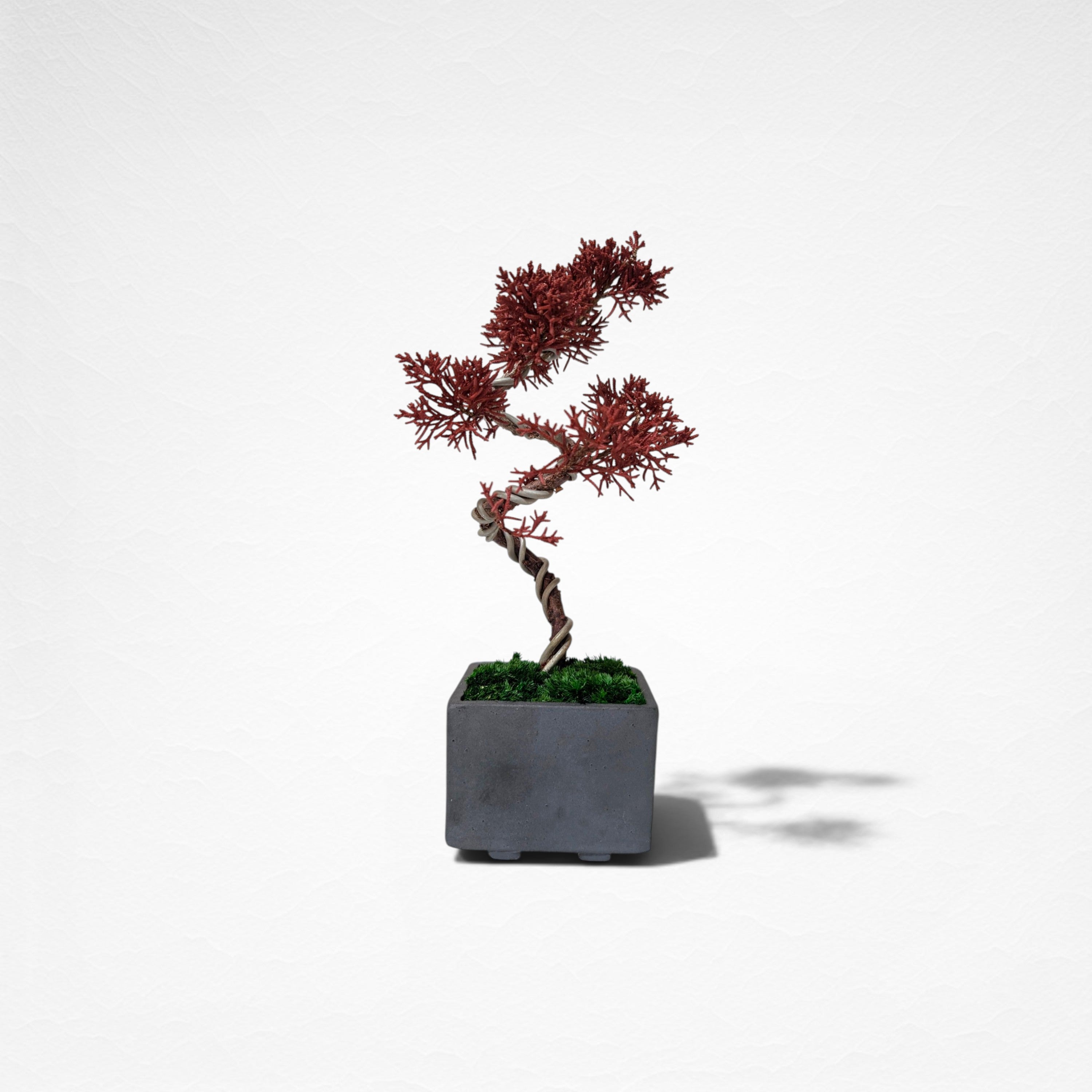 【TOKIWA BONSAI】 プリザーブド盆栽 真柏 T260603