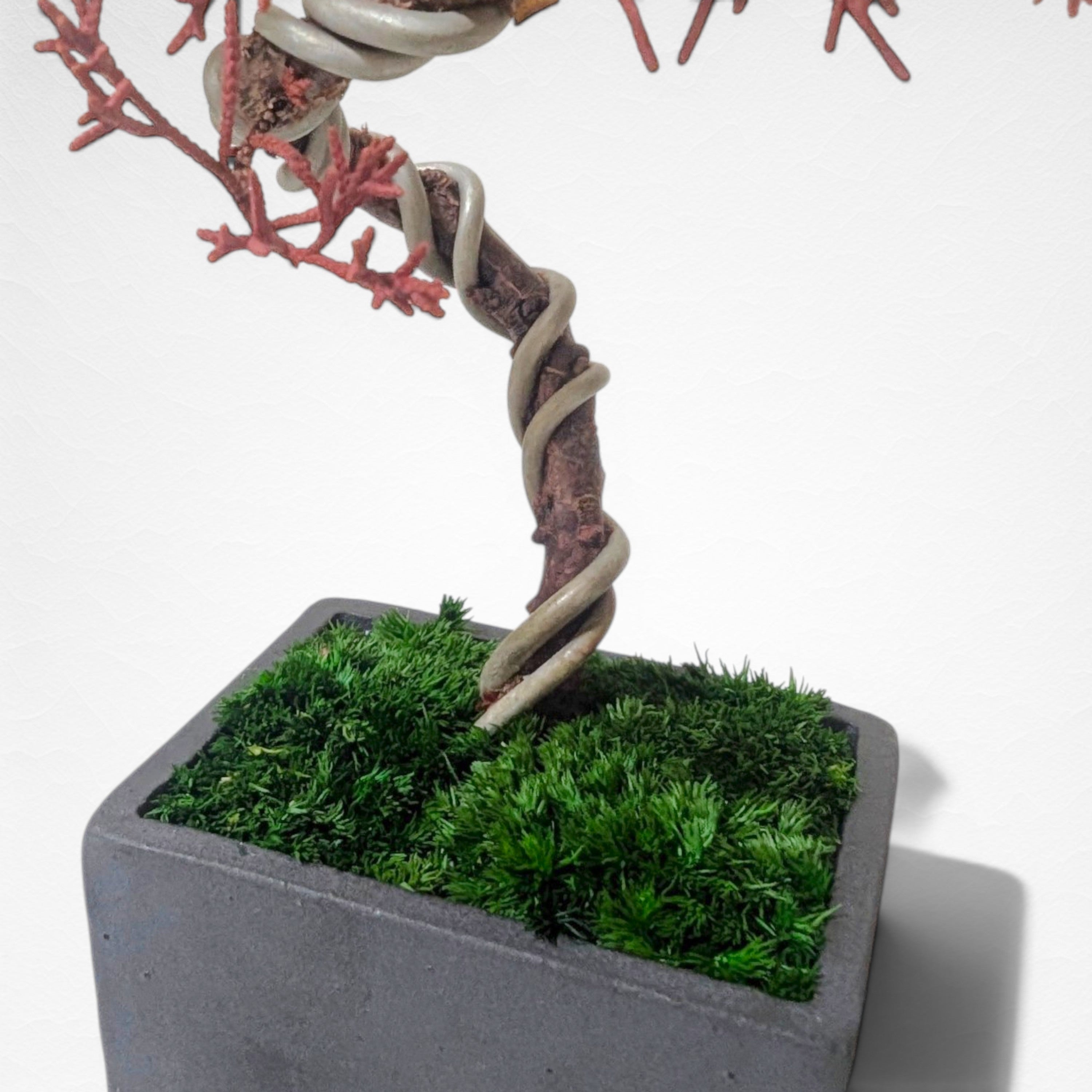 【TOKIWA BONSAI】 プリザーブド盆栽 真柏 T260603
