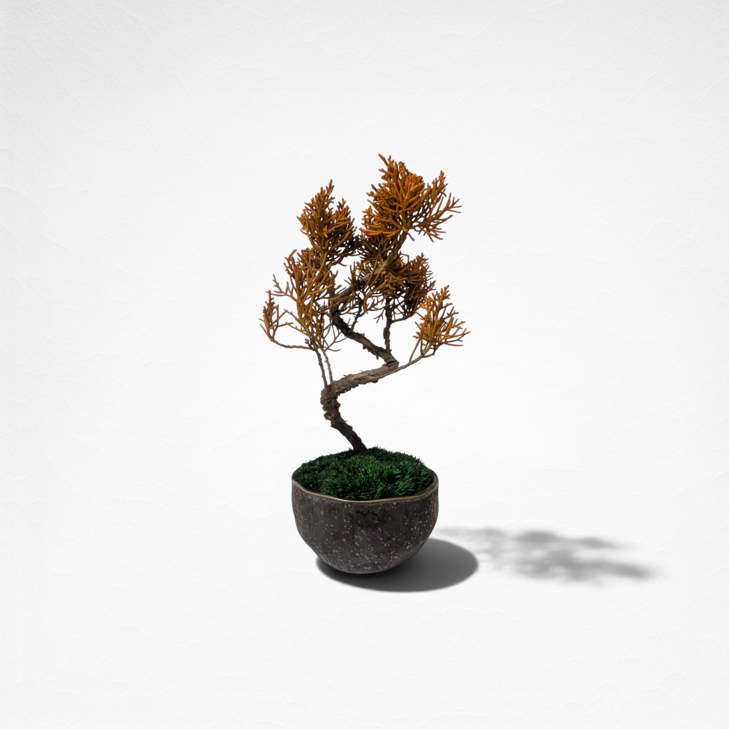 【TOKIWA BONSAI】 プリザーブド盆栽 真柏 T260604