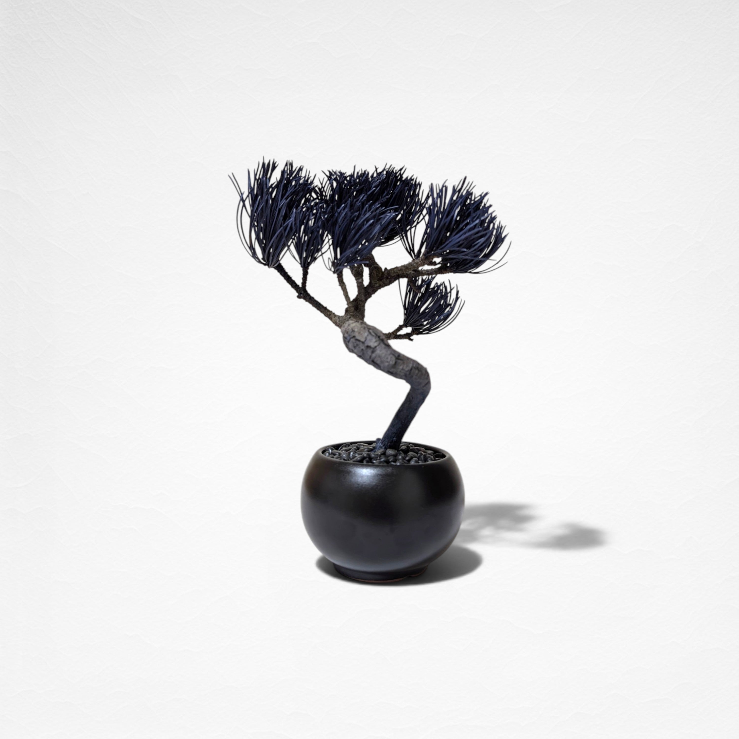 【TOKIWA BONSAI】 プリザーブド盆栽 松 T260606