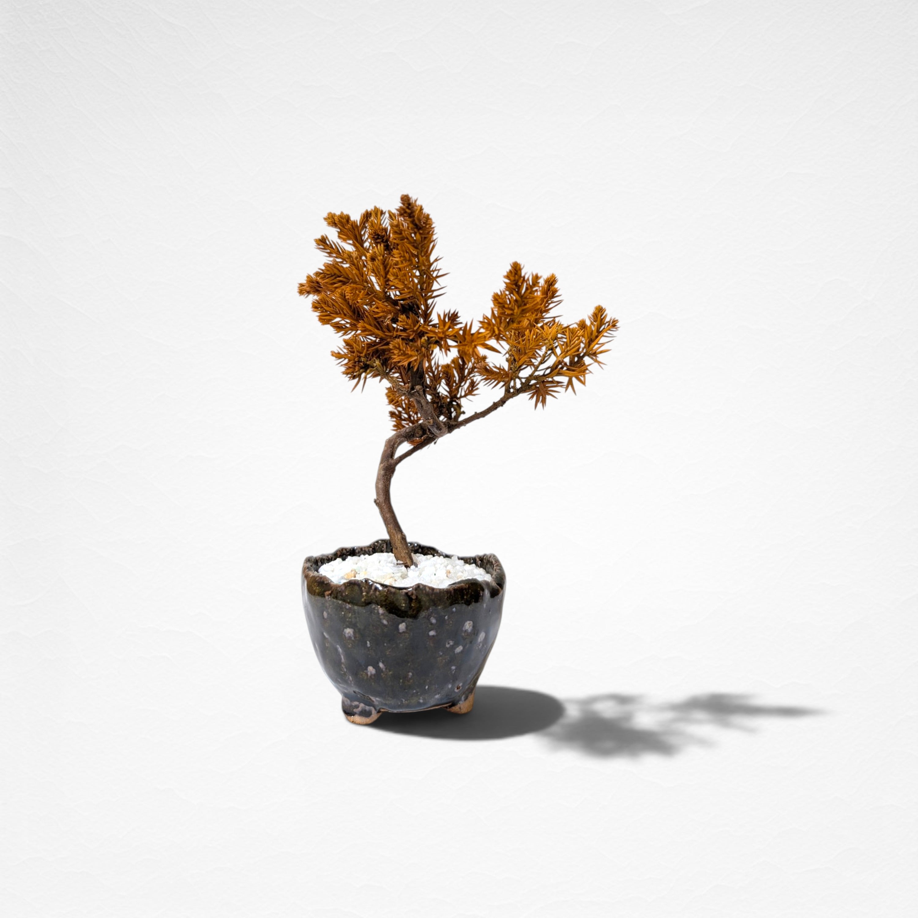 【TOKIWA BONSAI】 プリザーブド盆栽 杜松 T260609