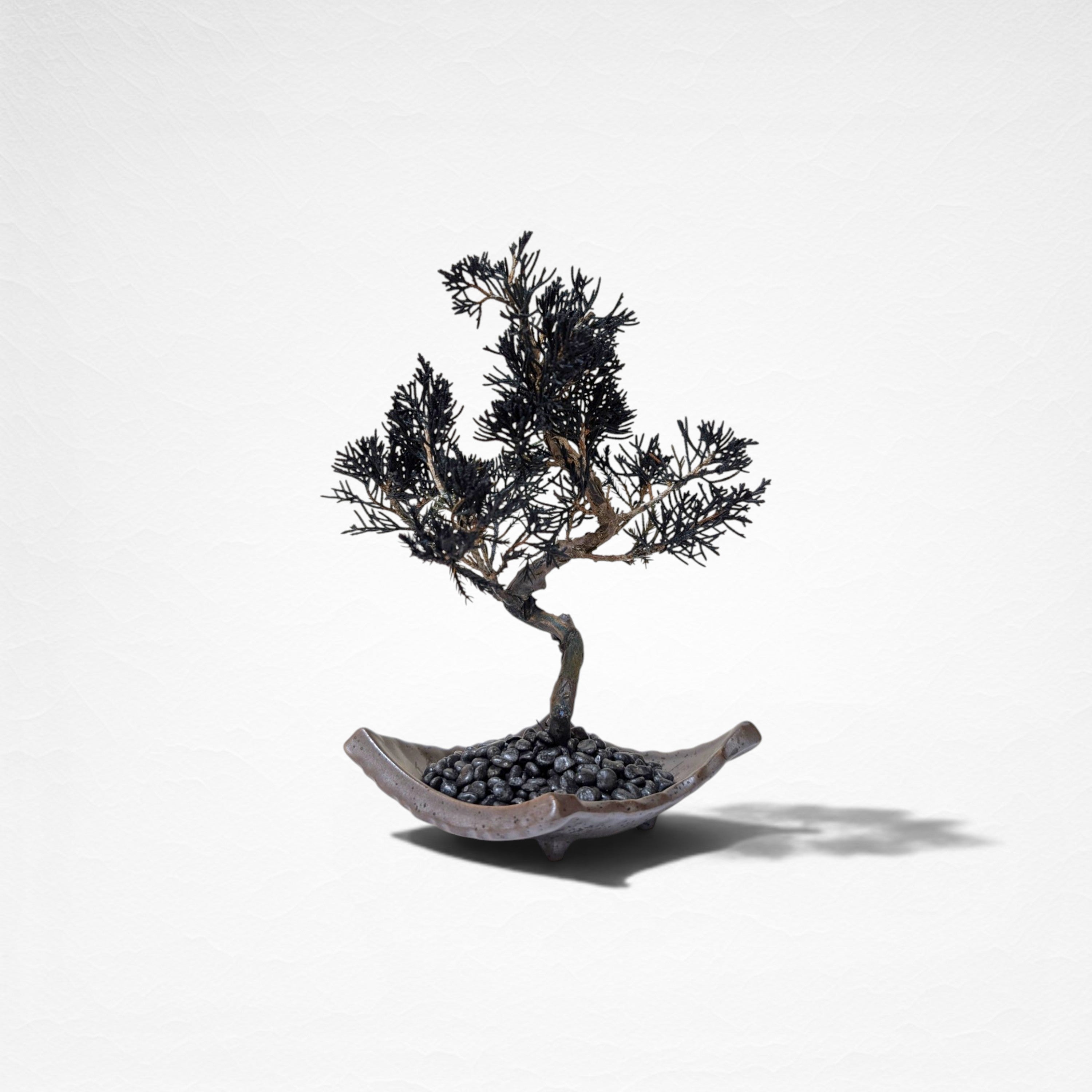 【TOKIWA BONSAI】 プリザーブド盆栽 真柏 T260610