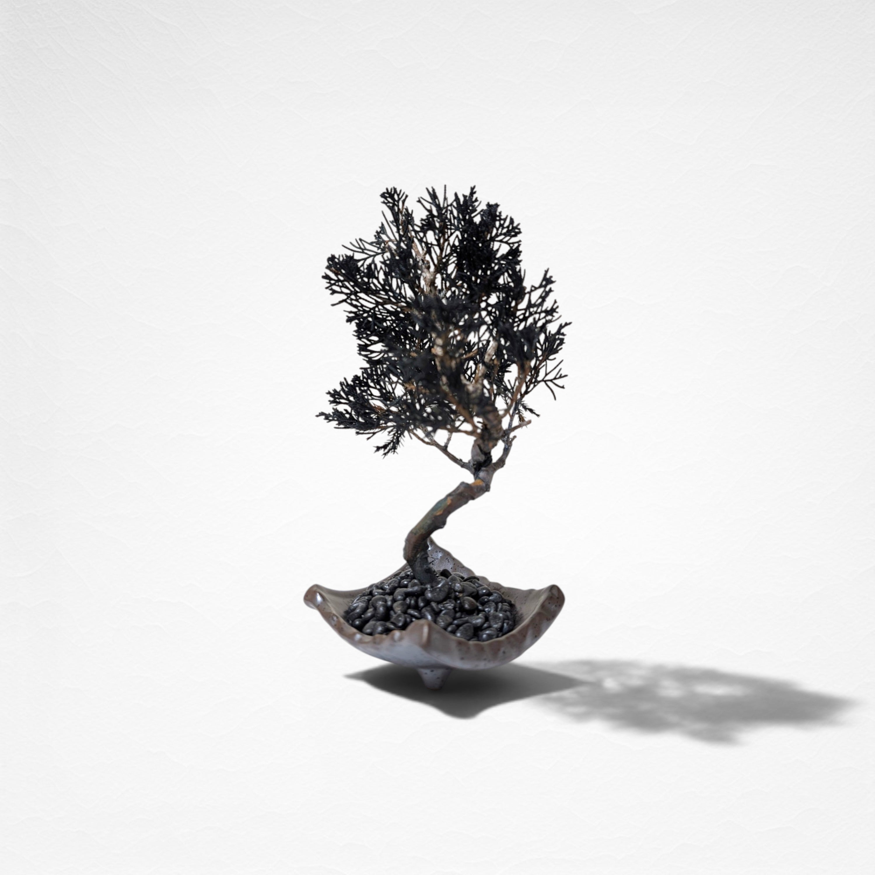 【TOKIWA BONSAI】 プリザーブド盆栽 真柏 T260610