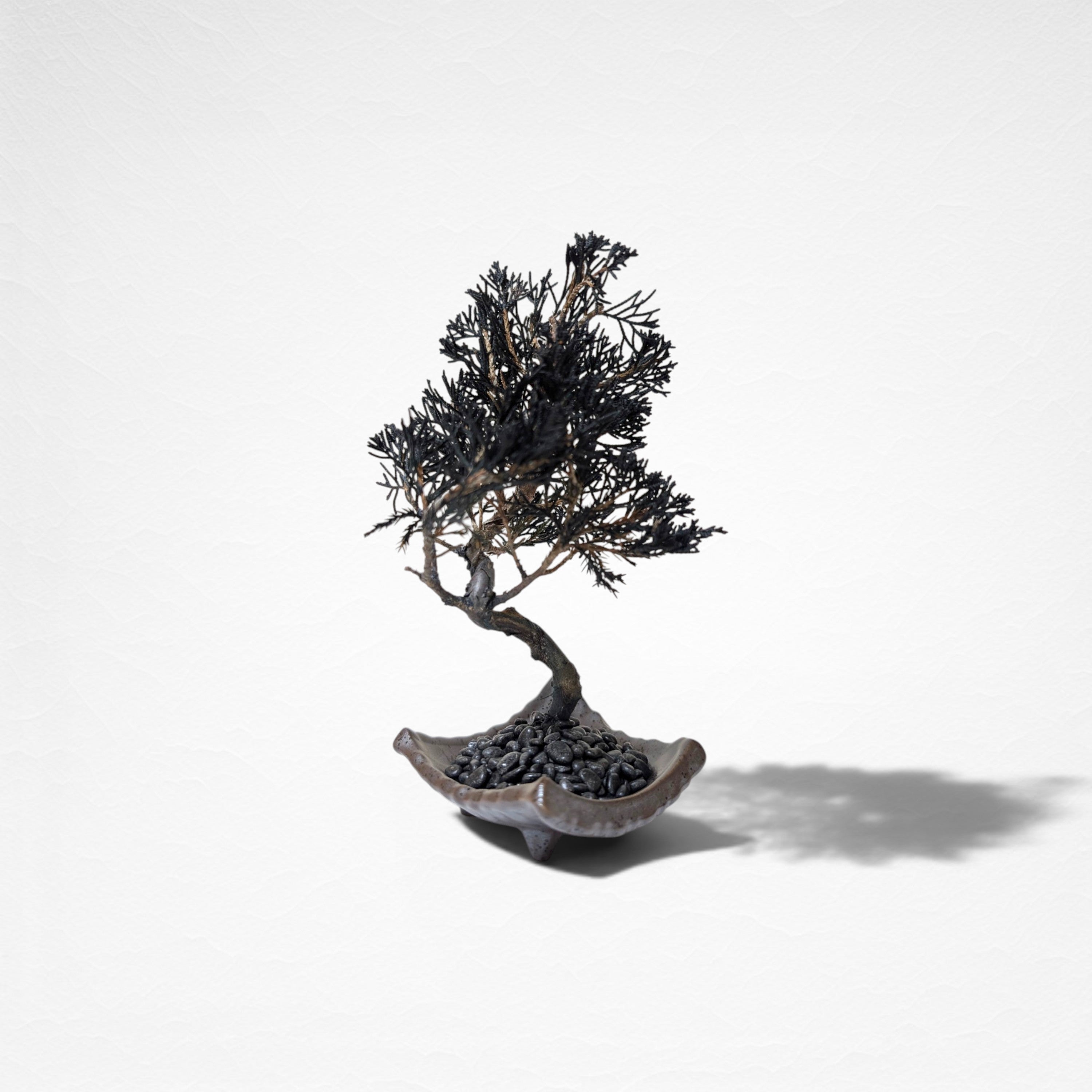 【TOKIWA BONSAI】 プリザーブド盆栽 真柏 T260610