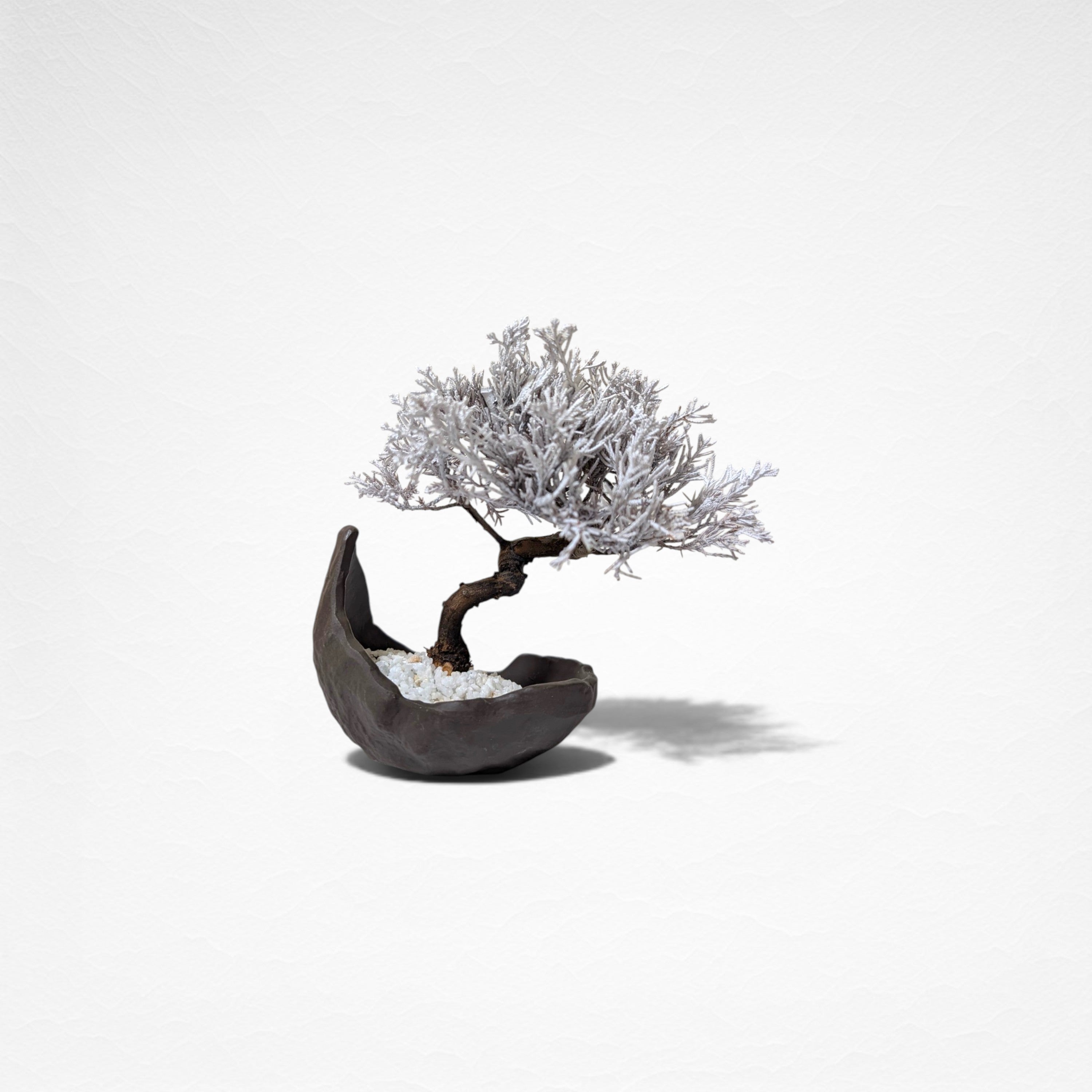 【TOKIWA BONSAI】 プリザーブド盆栽 真柏 T260611