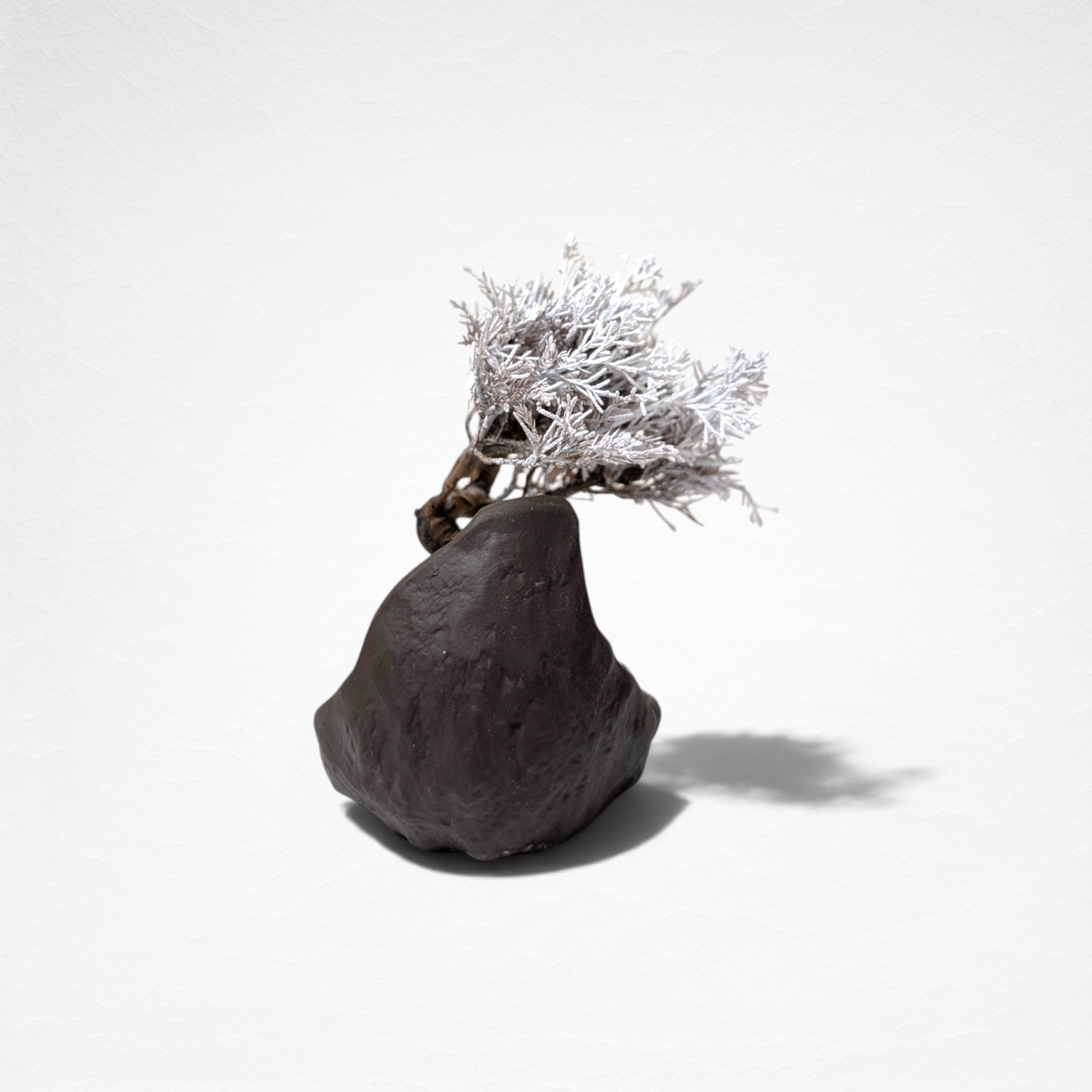【TOKIWA BONSAI】 プリザーブド盆栽 真柏 T260611