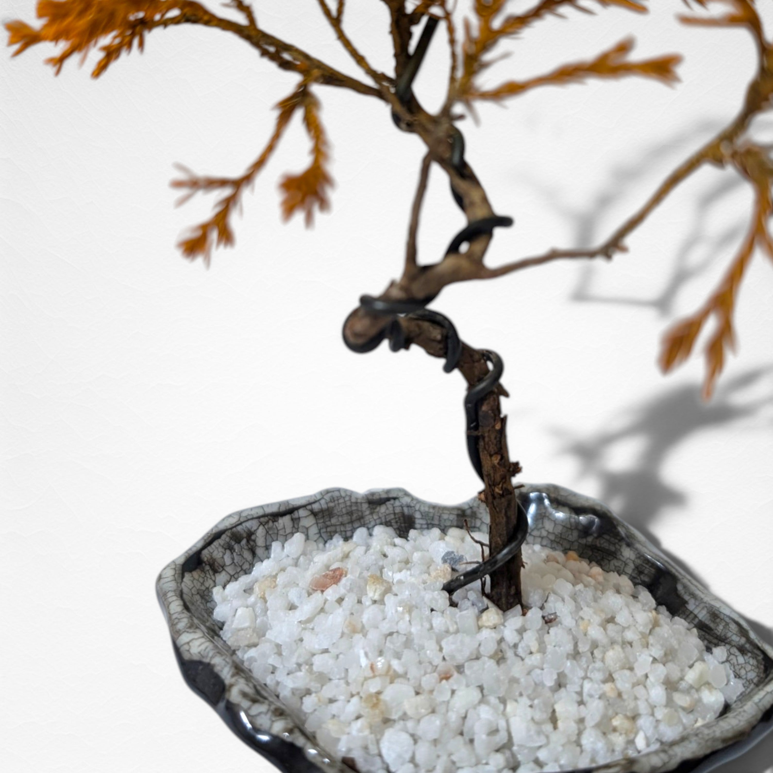 【TOKIWA BONSAI】 プリザーブド盆栽 真柏 T260612