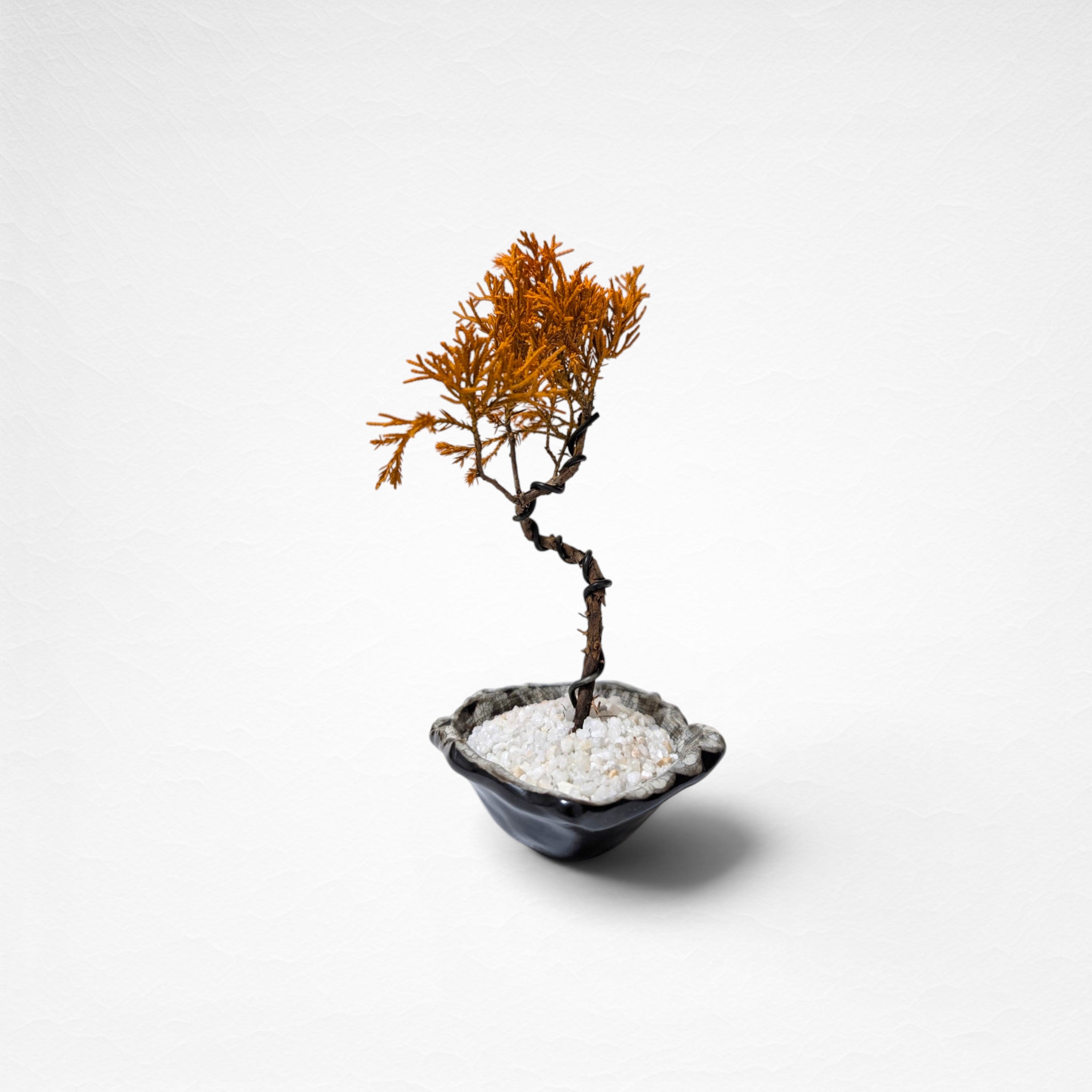 【TOKIWA BONSAI】 プリザーブド盆栽 真柏 T260612