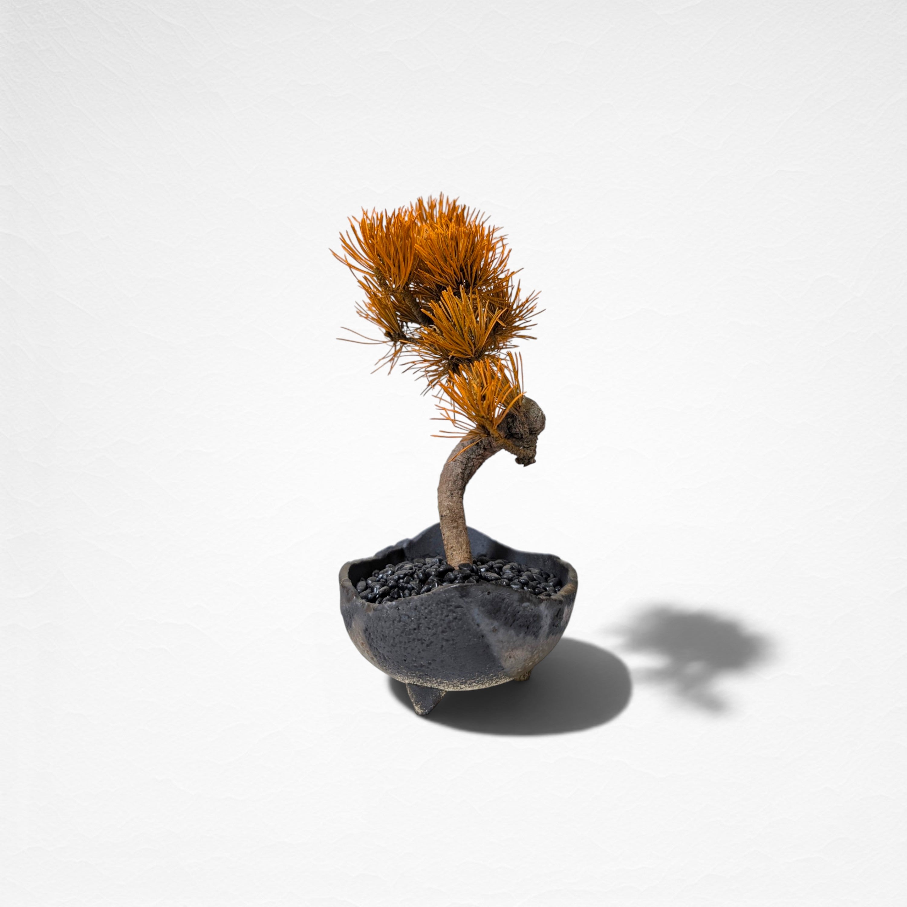 【TOKIWA BONSAI】 プリザーブド盆栽 松 T260613