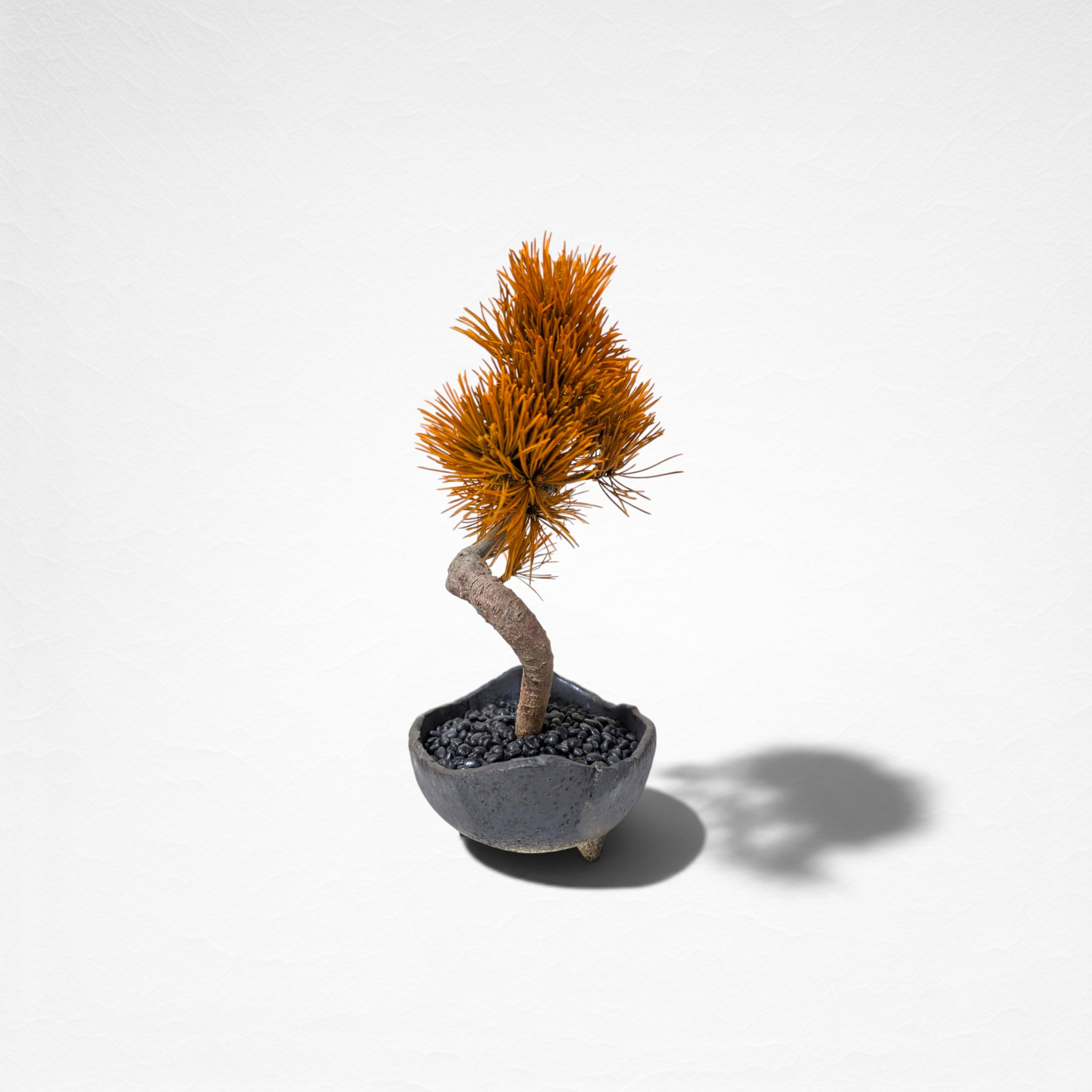 【TOKIWA BONSAI】 プリザーブド盆栽 松 T260613