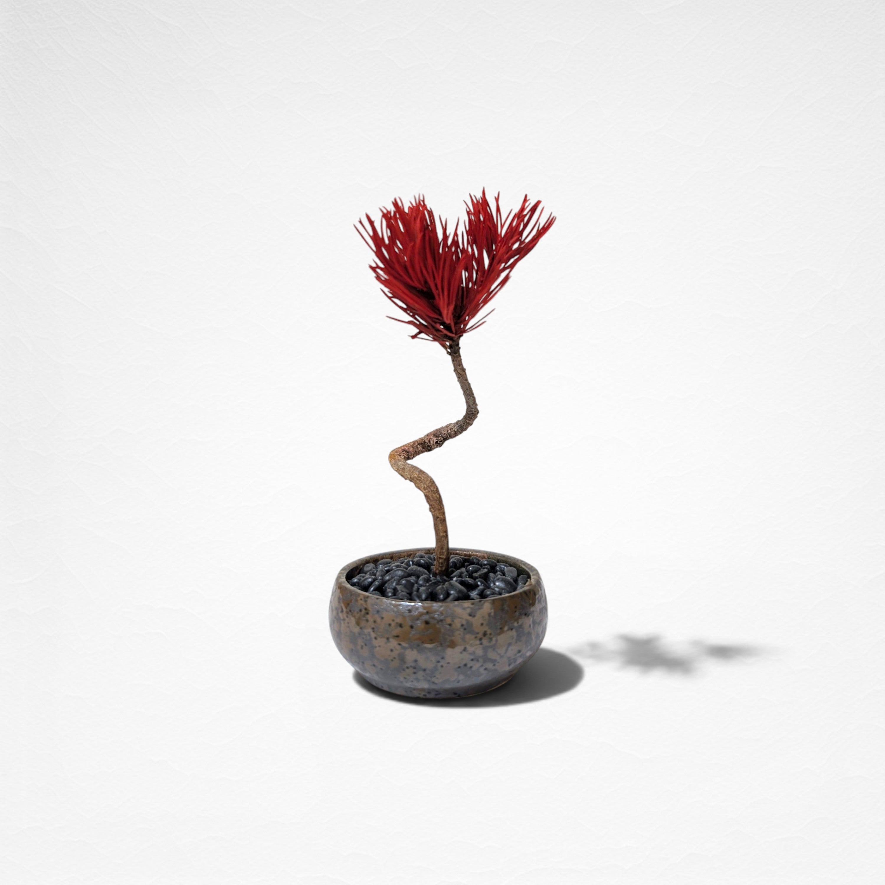 【TOKIWA BONSAI】 プリザーブド盆栽 松 T260614
